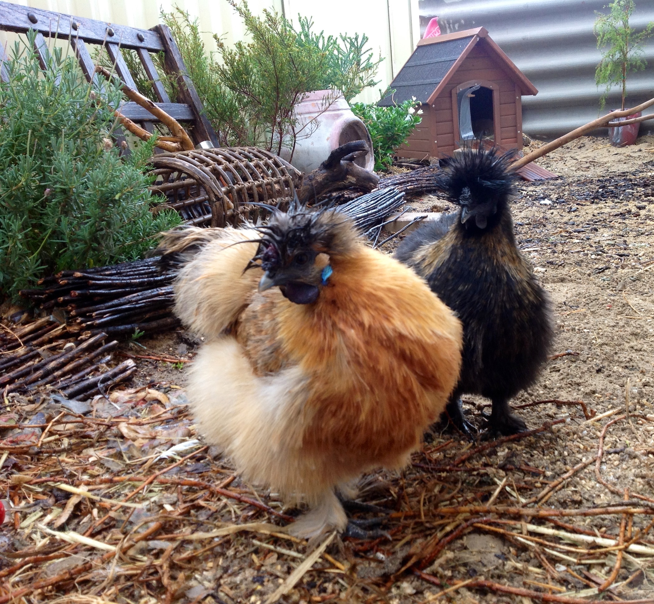 My Saddos in the Rain