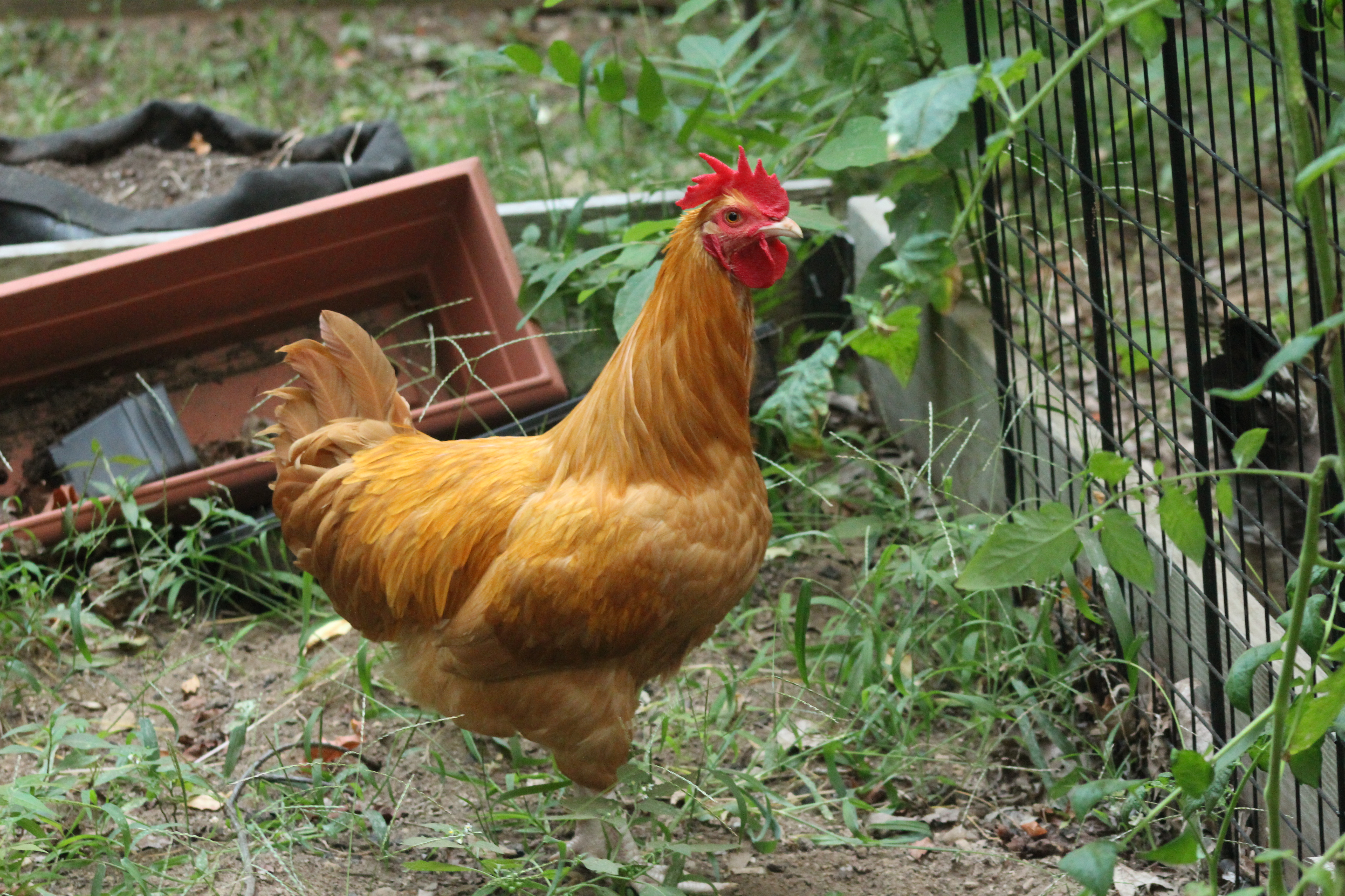 My sadly deceased BO roo checking out the garden.