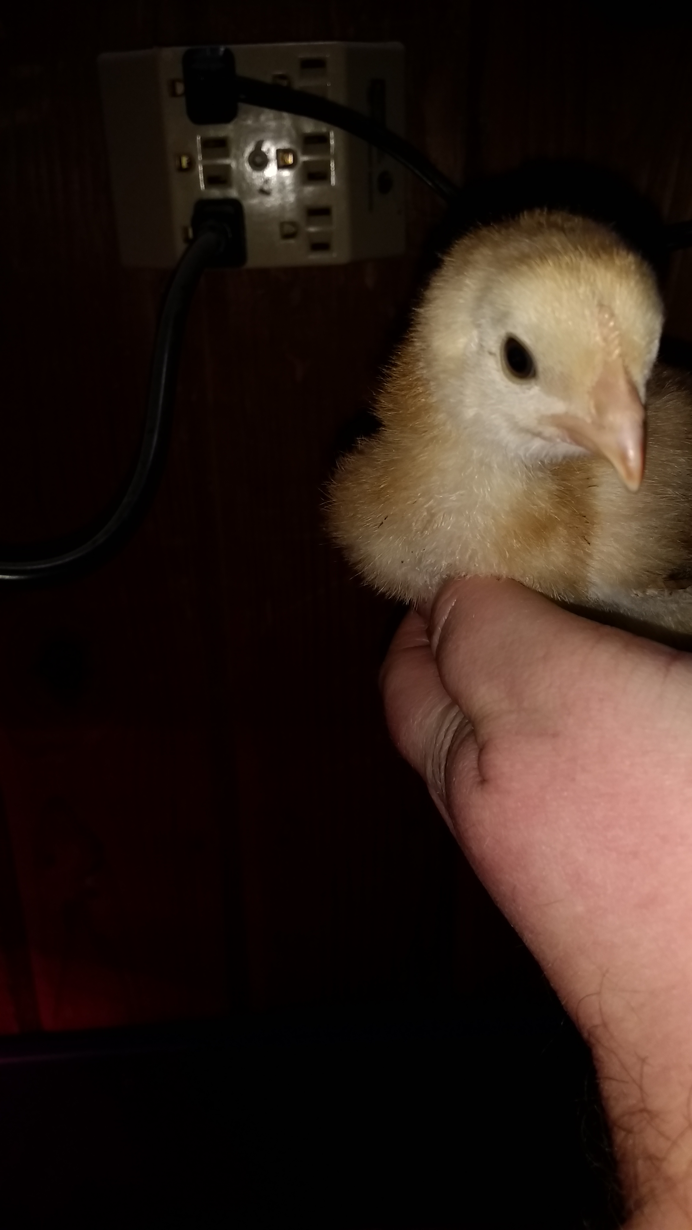 My sagitta. I know nothing of what to expect from her but she likes to cool in my hand