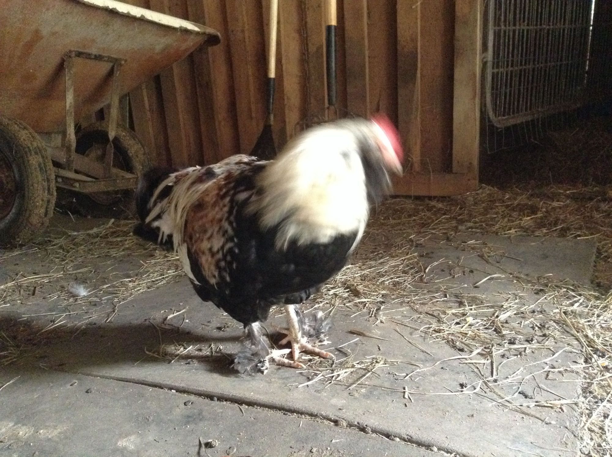 My salmon favorelle rooster