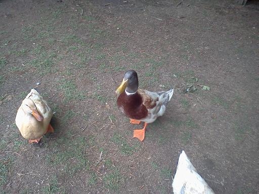 My Saxony ducks Bo and Buffy