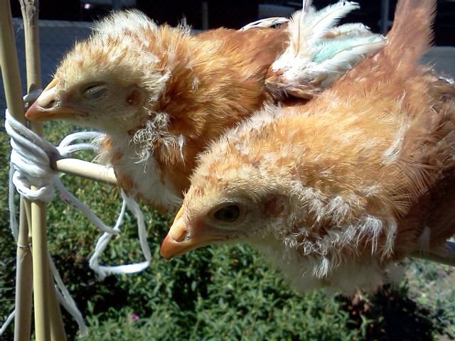 My school's chicks that we've been raising for the past several weeks! ^.^
One is mine, the other is my friends.