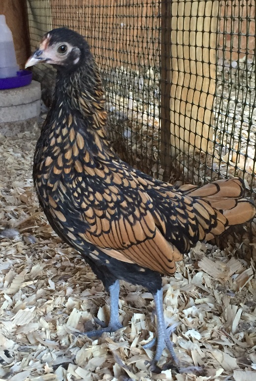 My Sebright/mix pullet "Pretty" at 15 weeks old