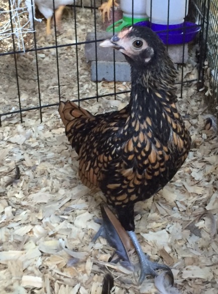 My Sebright pullet (12 weeks old)