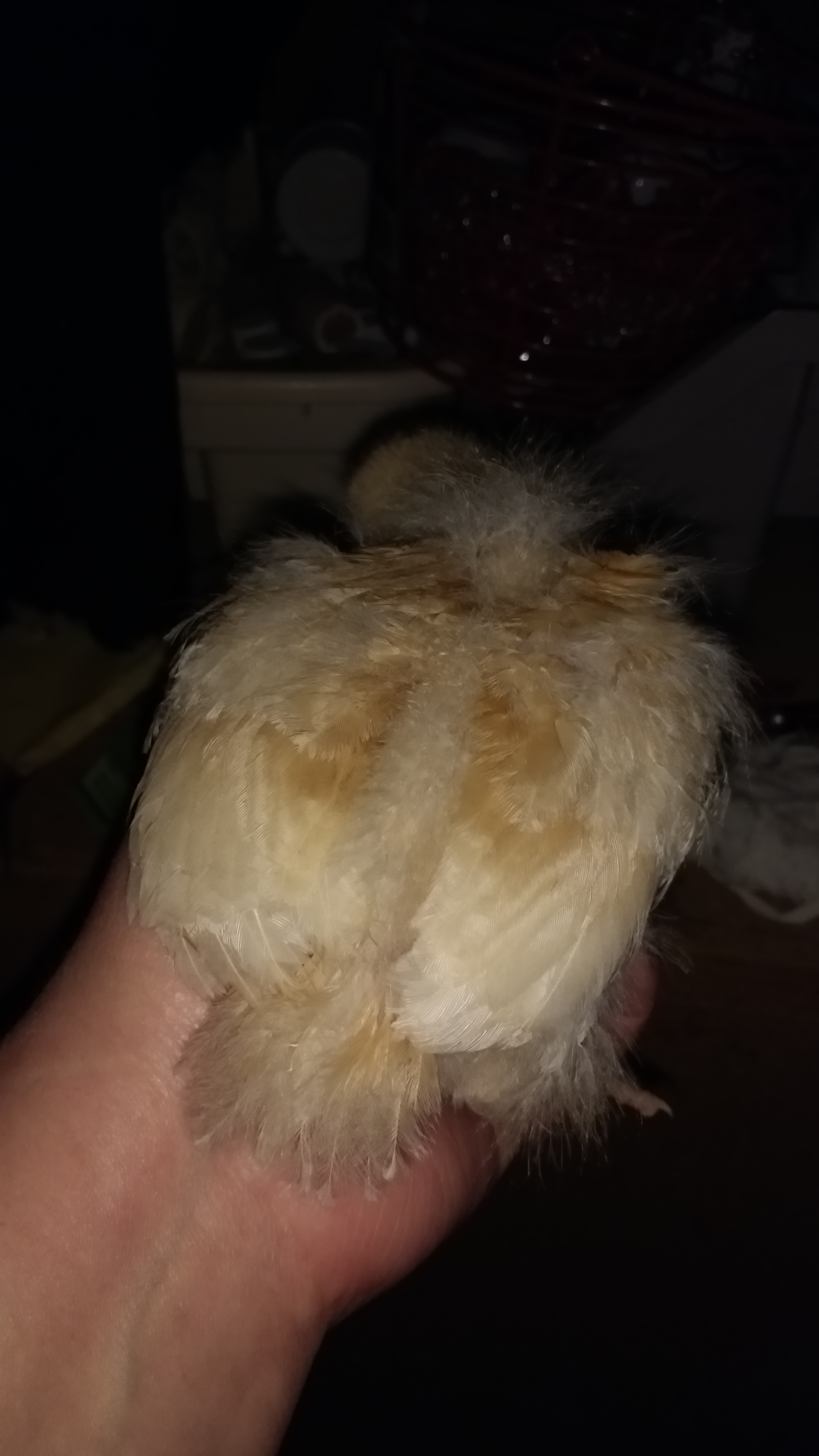 My second Buff Orpington. She's feathered out the most and is ornery. So far she's running the brooder box.