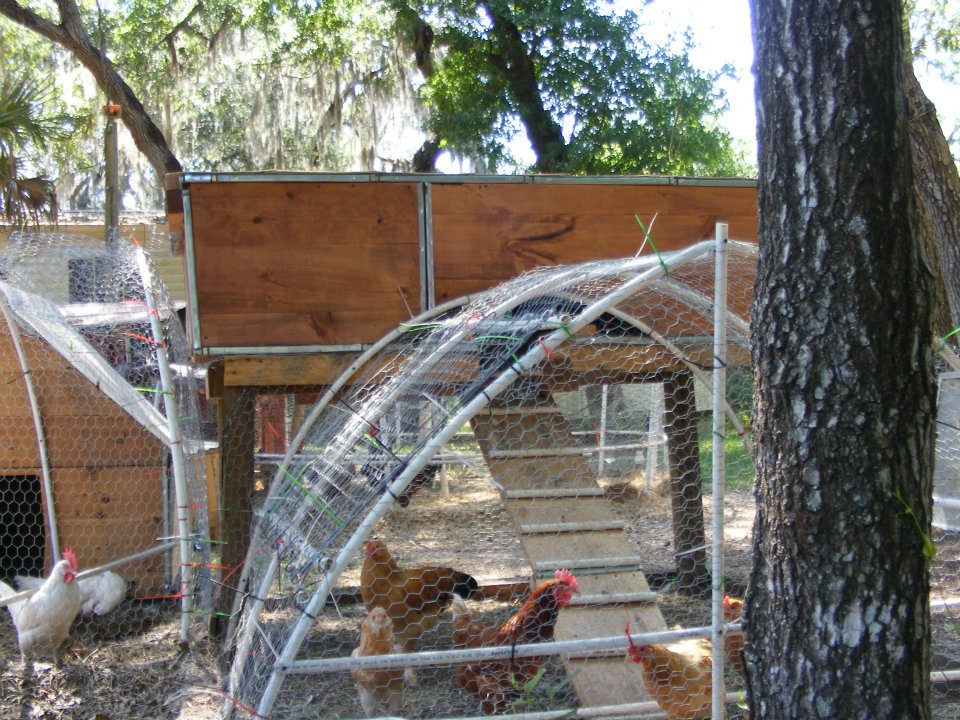 My second Coop on stilts again made from recycled white pine shelves and the roof is floor tiles