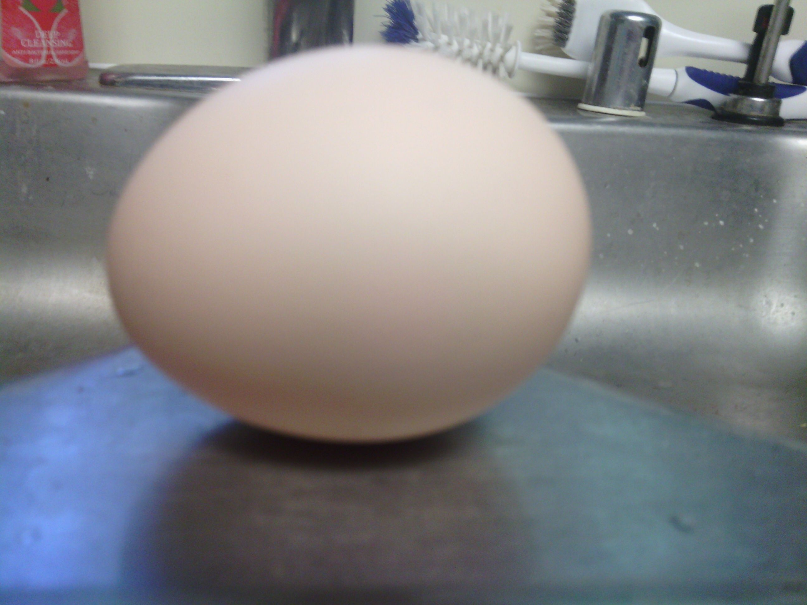 My Second egg!!!! Hard shelled, sitting in the nesting box, next to a golf ball! Yeah!
7/1/14
to the day 20 weeks old
10 am
