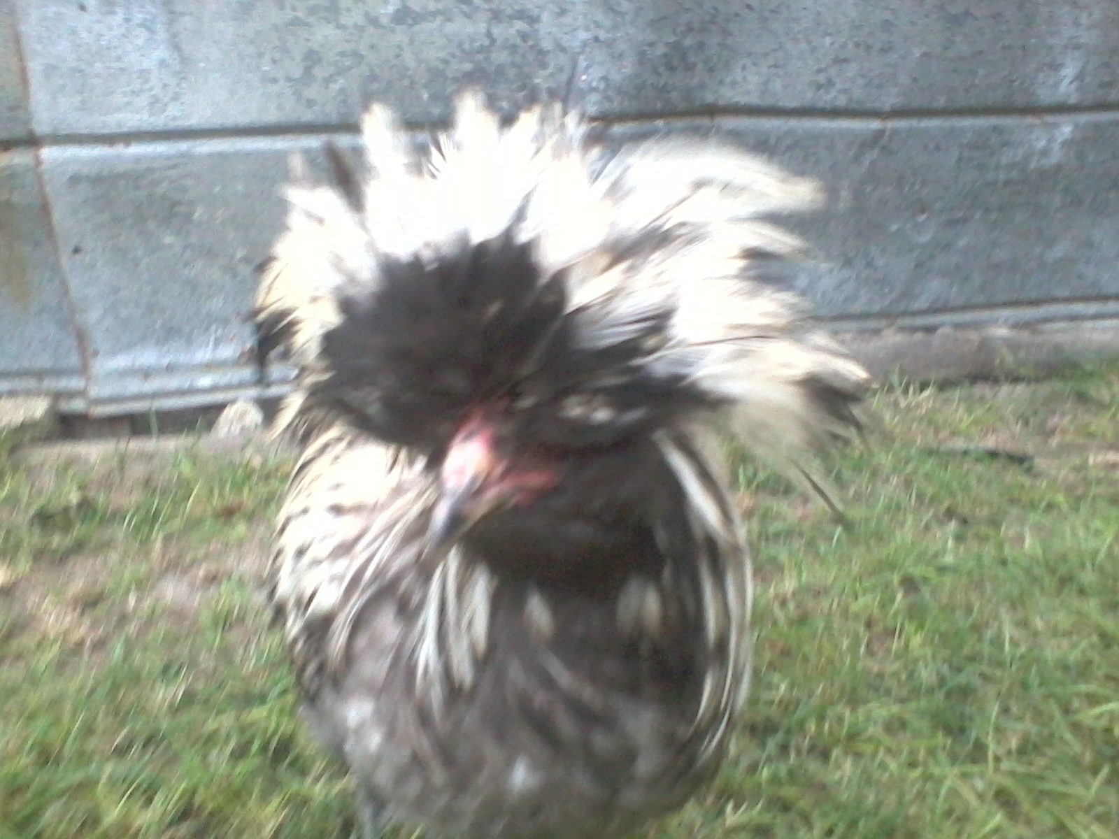 my second generation polish