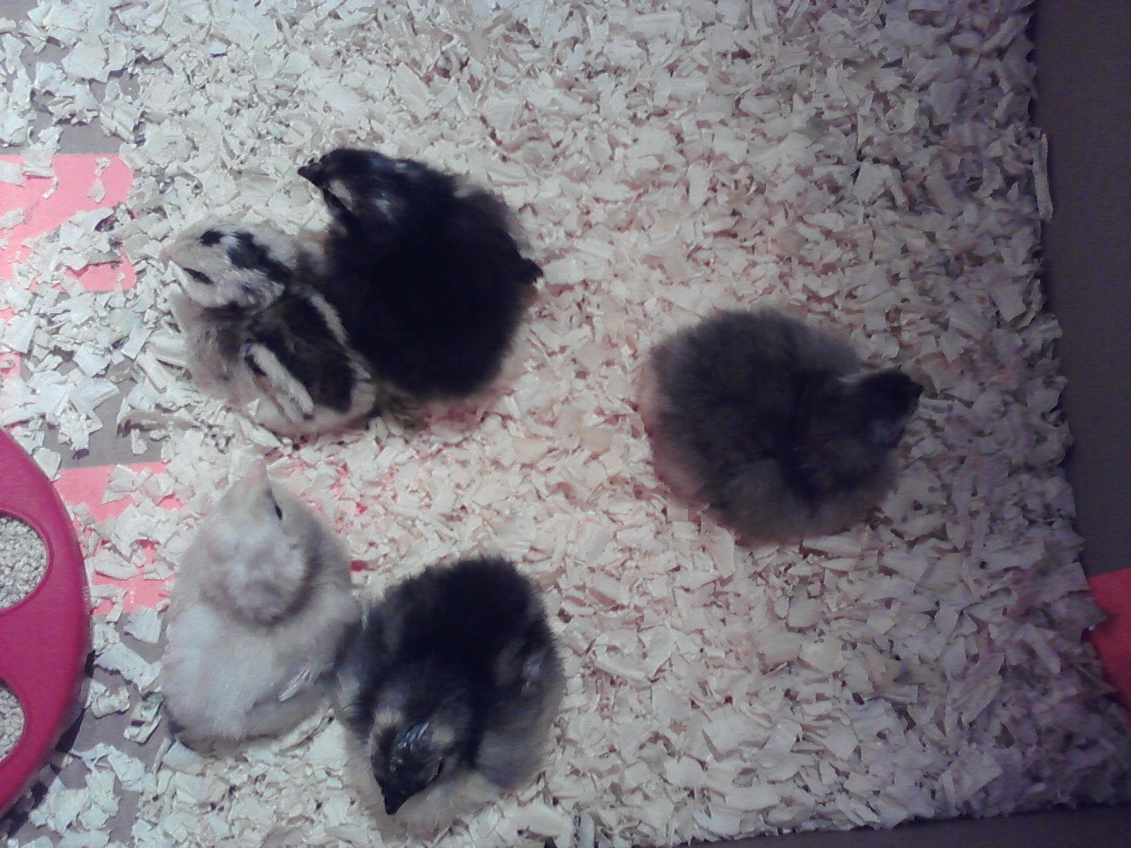 my second hatch. i only have the one grayish of these bitties left after several fox and coon attacks