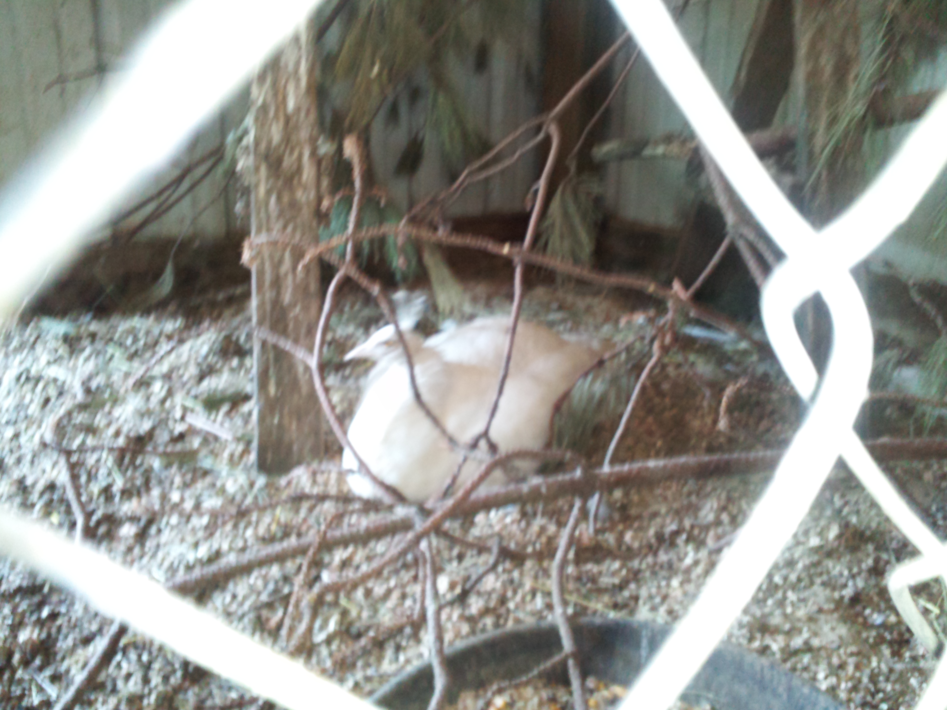 my second hen that is due around the 17th of June