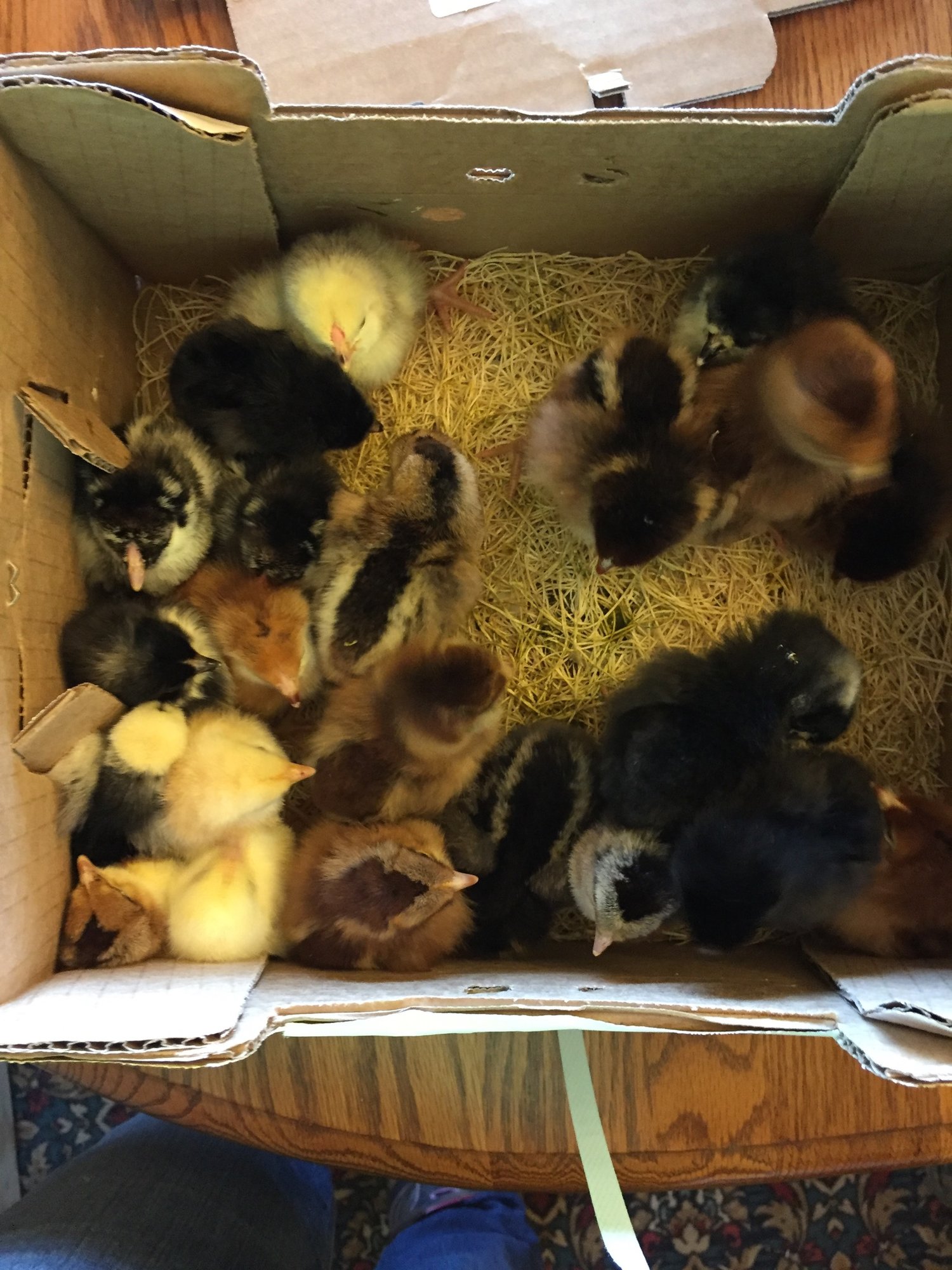 My Second TWO Dozen
