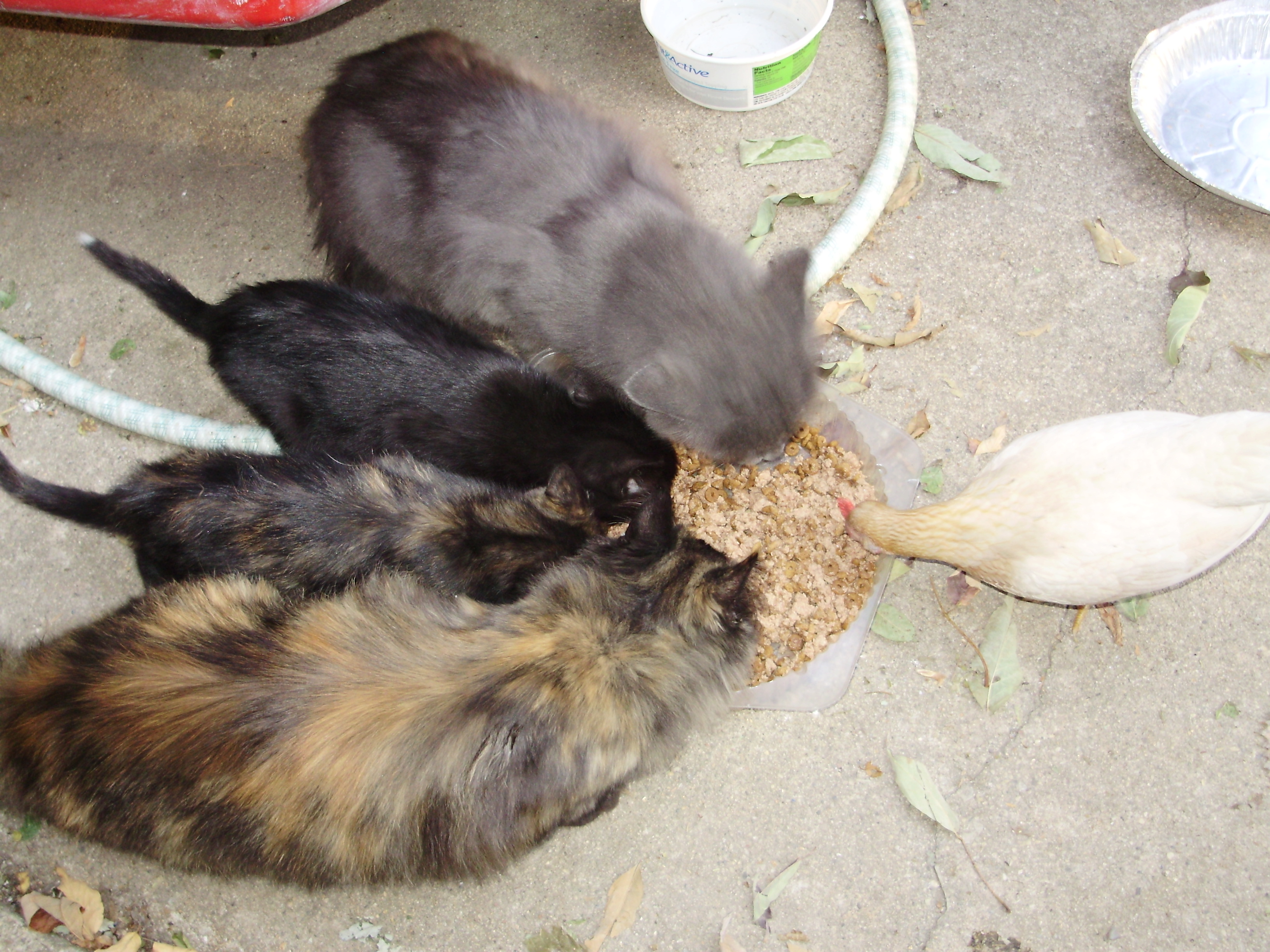My  serama  Named  GORBIE  sharing food with our kittens.