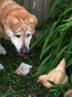 My sharp pei mix loved to play with the chickens.