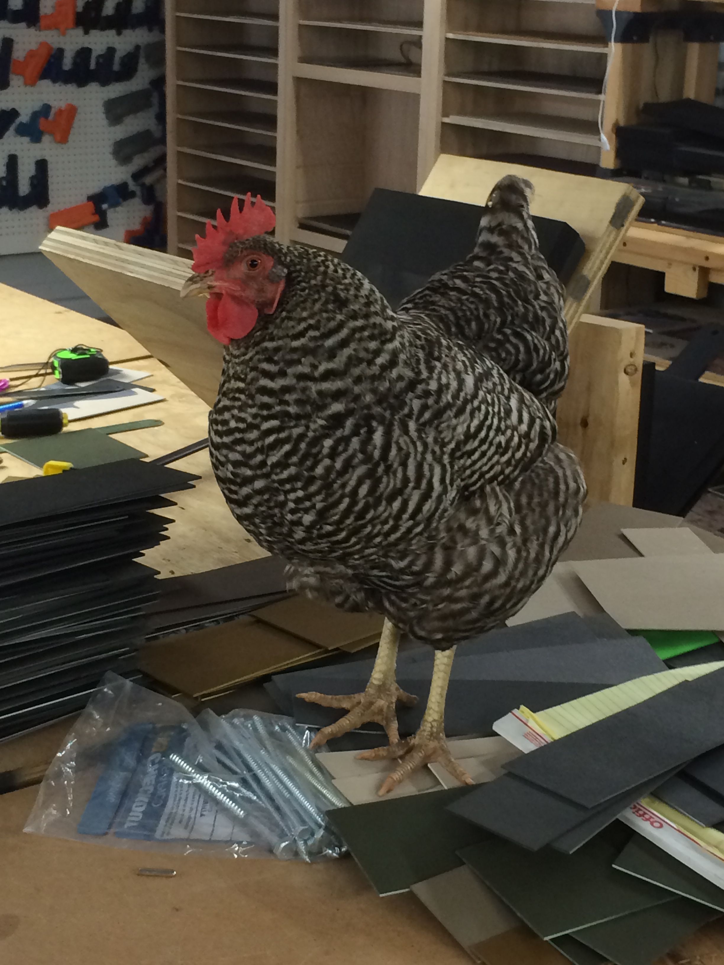 My Shop Chicken