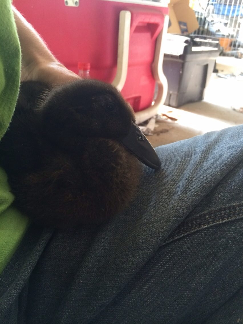My sick duckling