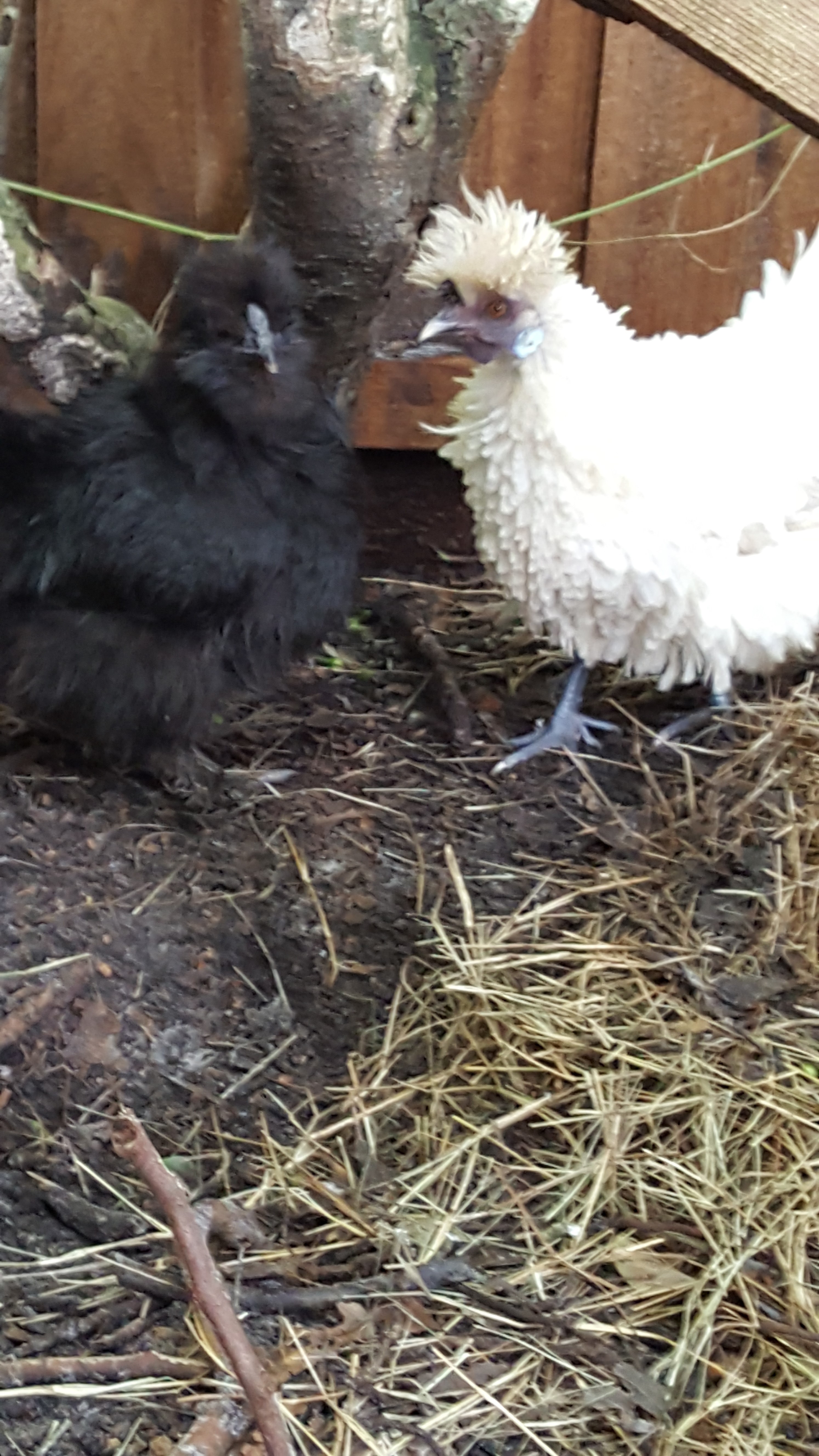 My silkie and sizzle
