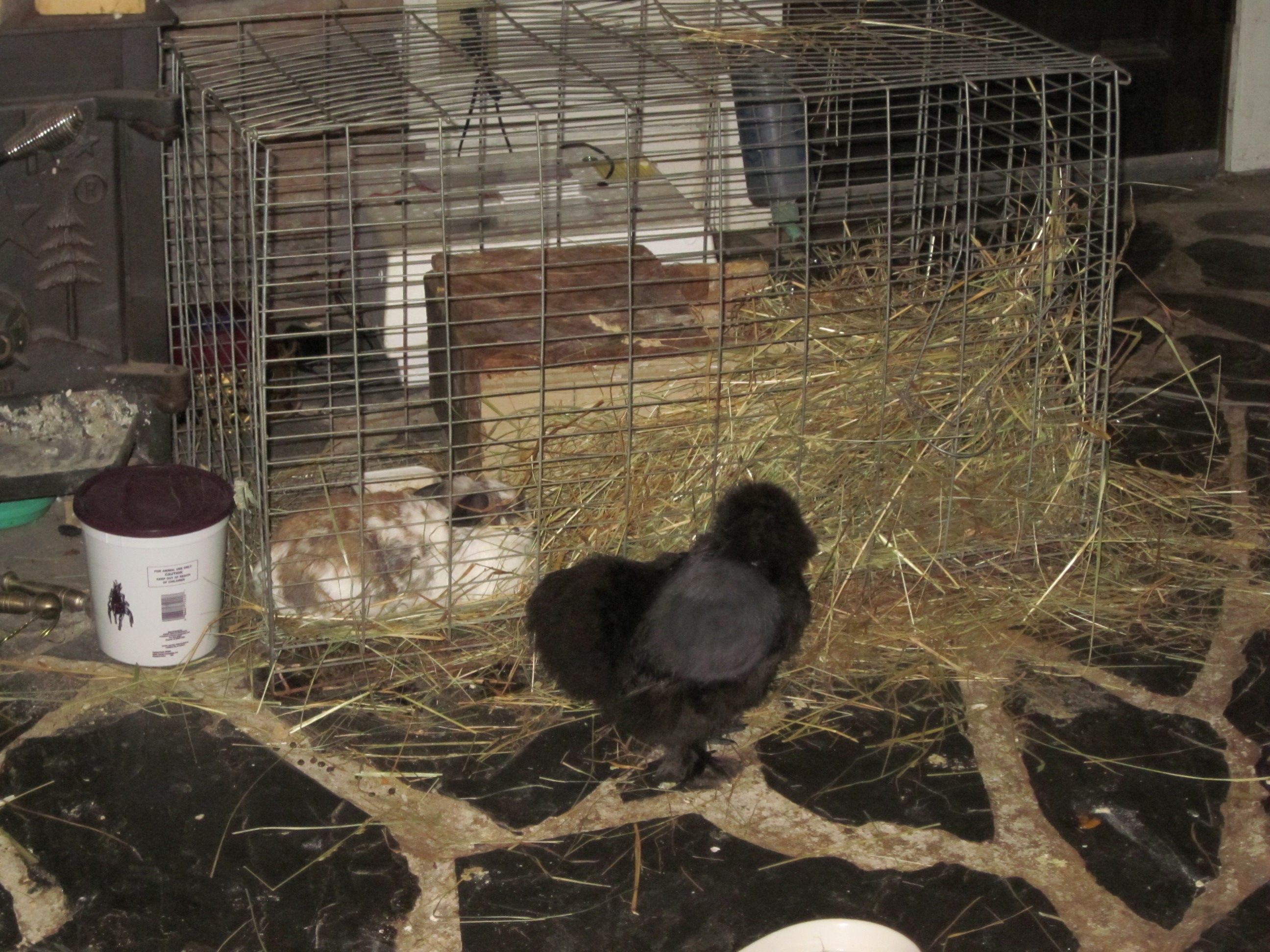 My silkie doulah who helped be the "doulah" for my bunny who was brought inside the house in our horrendous heat.  The silkie would walk the floor back and forth during the last few hours of my rabbit's labor and even sat close by the cage during the last few hours of labor!  Silkies, the world's best mothers or doulahs!