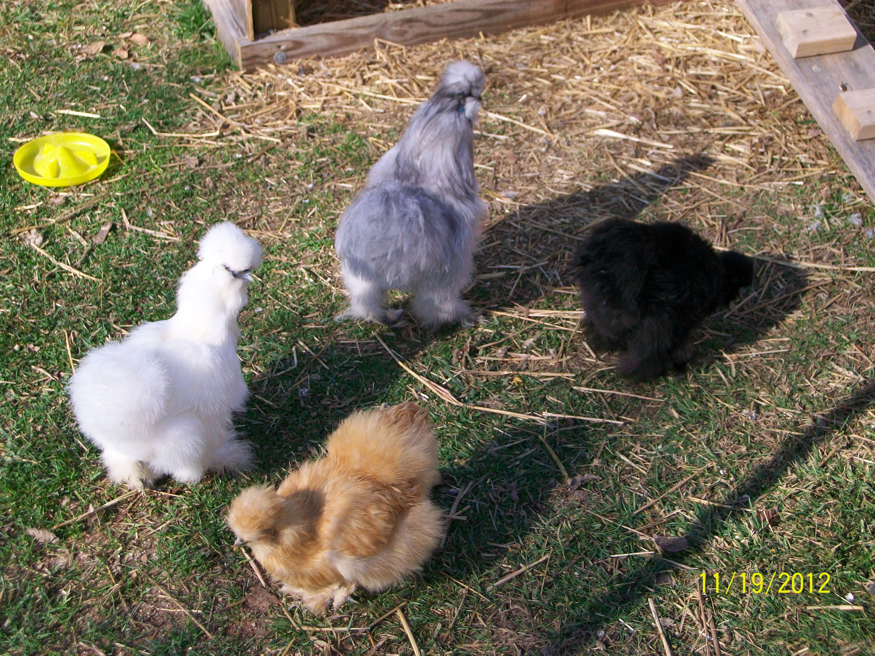 my silkie flock..lol