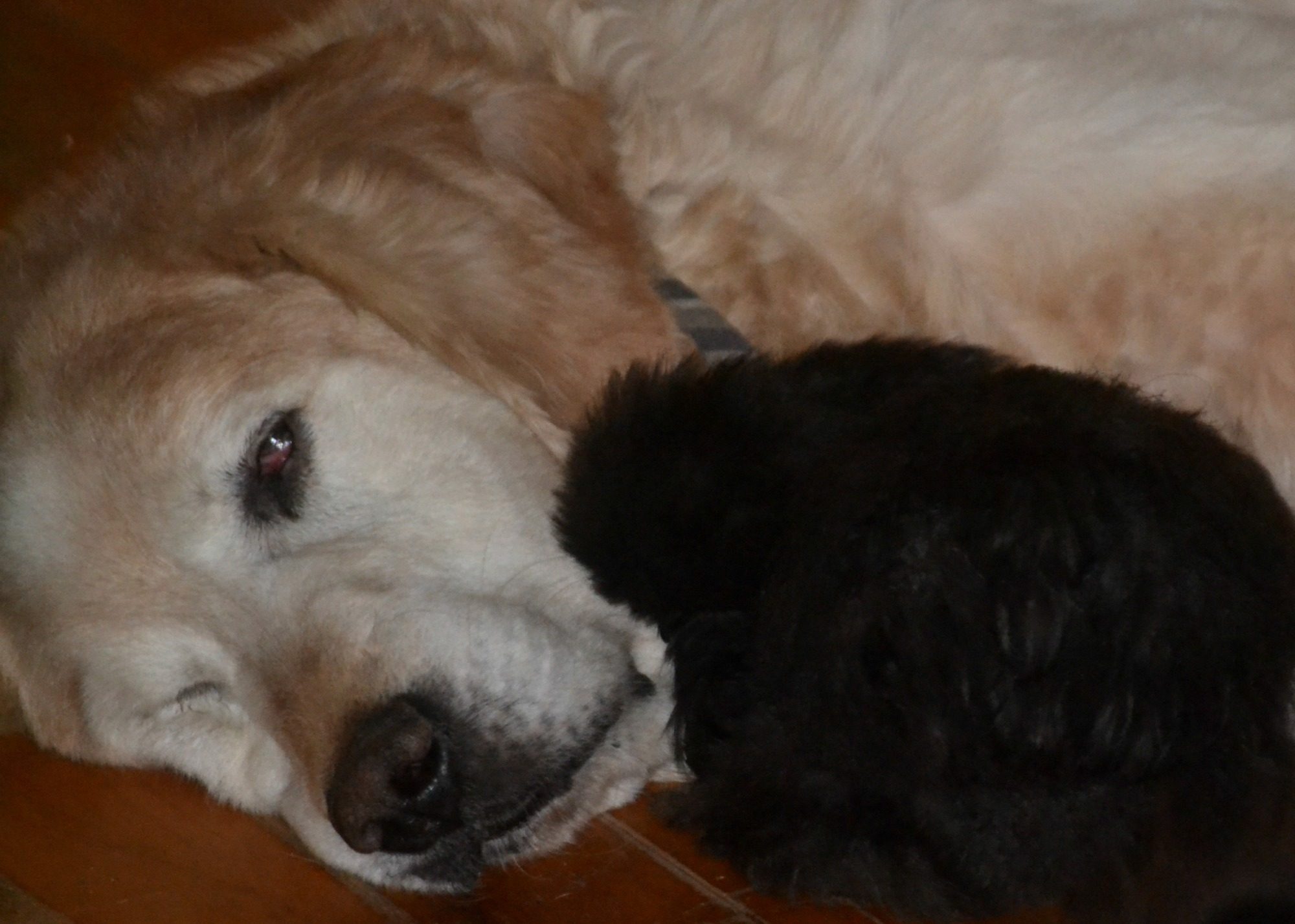 My Silkie Girl, Ms. Metty, taking a nap with old man Riley.