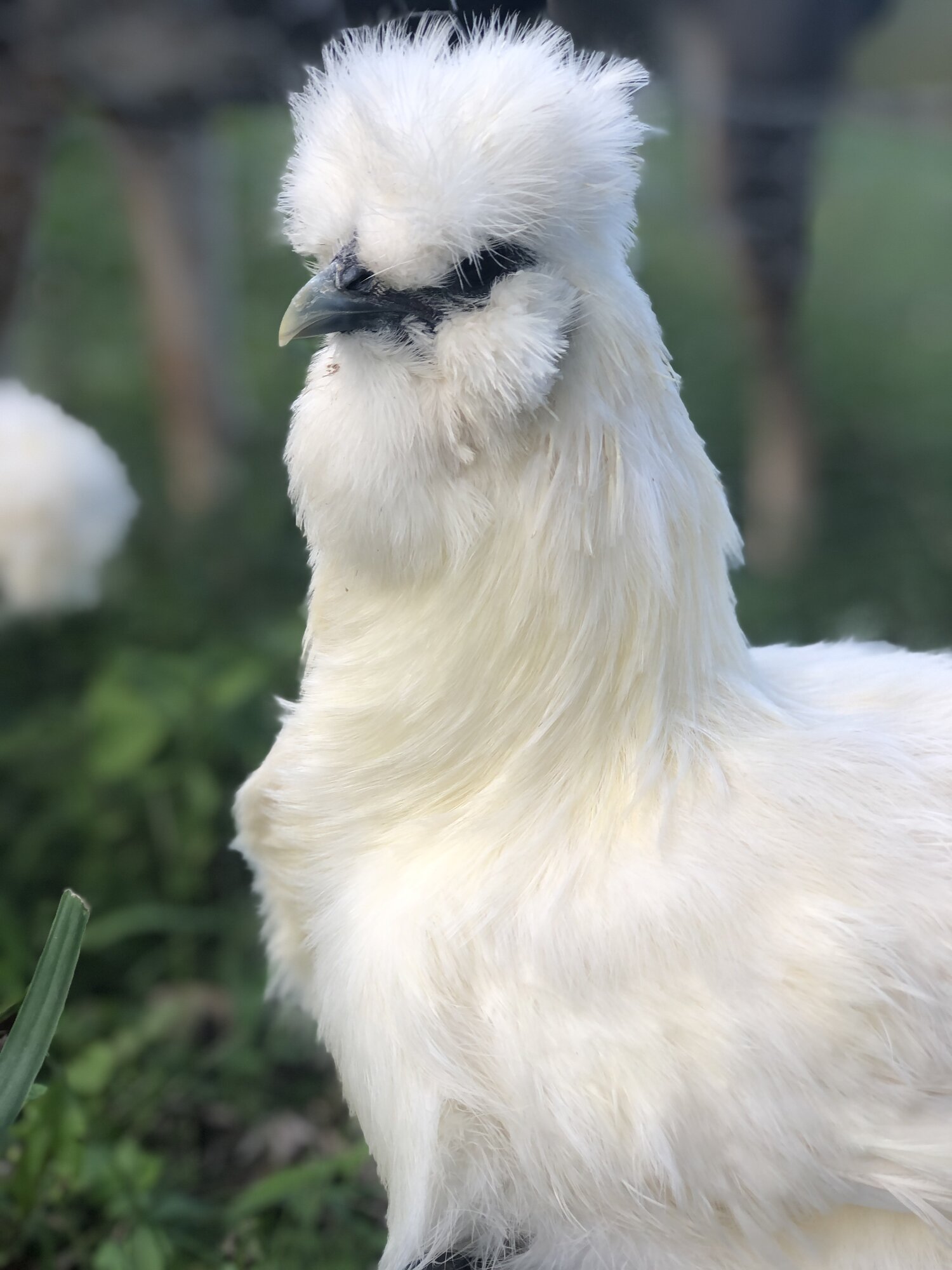 My silkie girls🐓💝