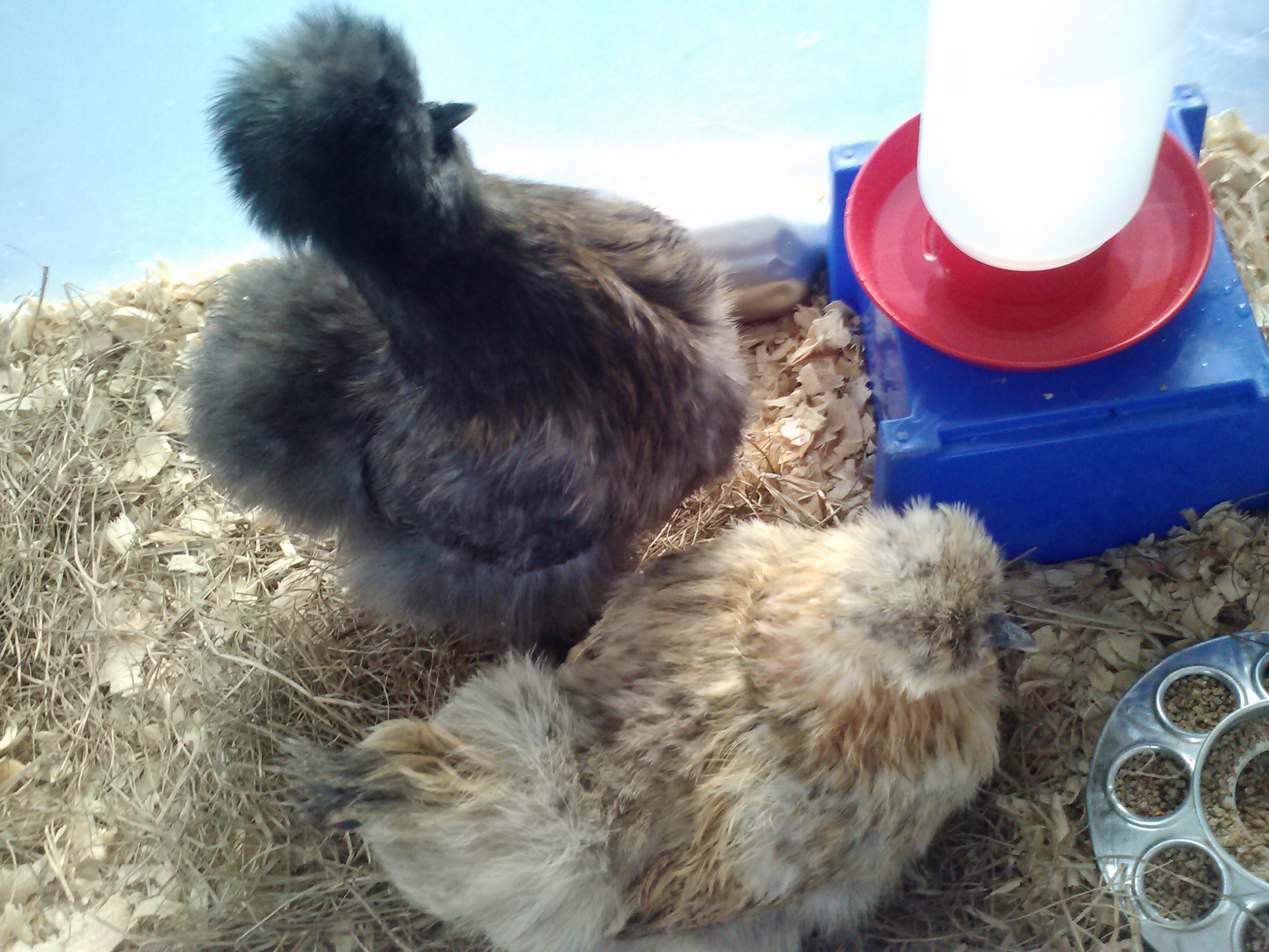 My Silkie Hen, Fawn, And Her Sibling My Silkie Hen, Bear