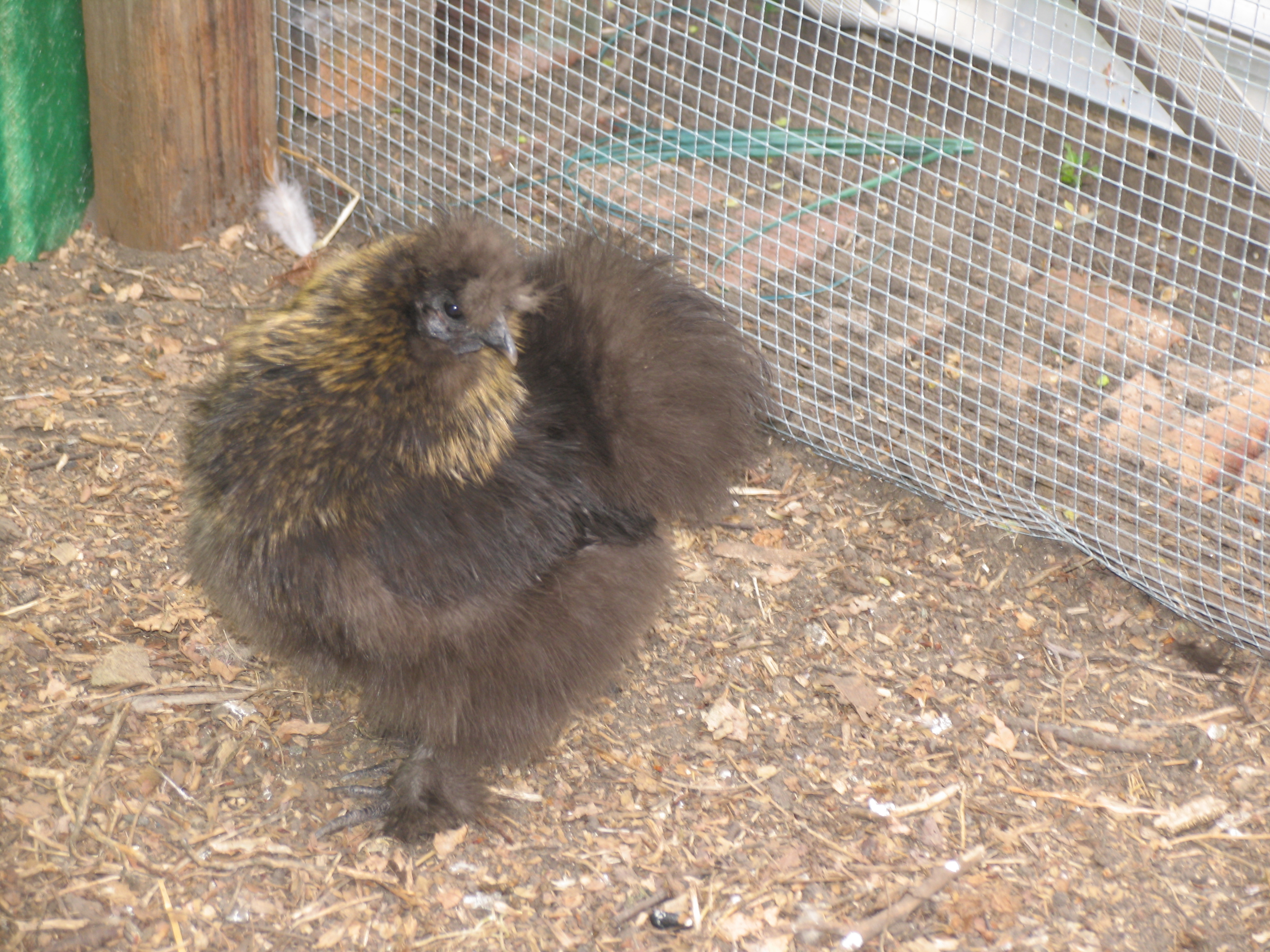 My silkie hen with her gold pencilled feathers. My foster granddaughter named her Goldilocks.