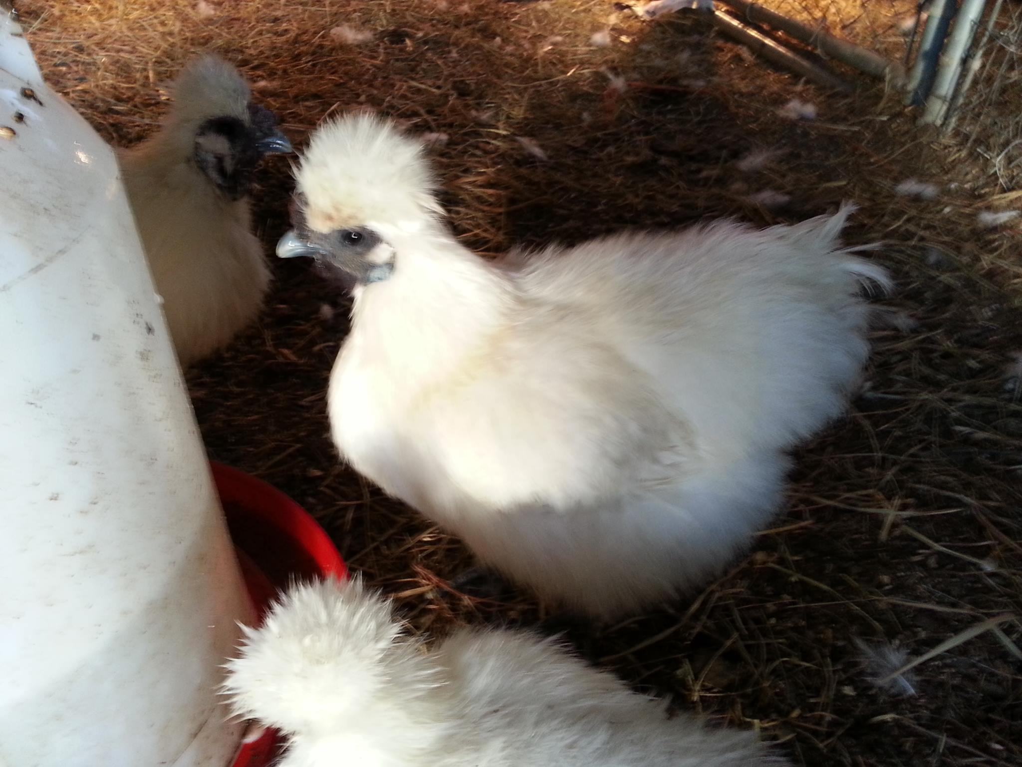 *
my silkie hen