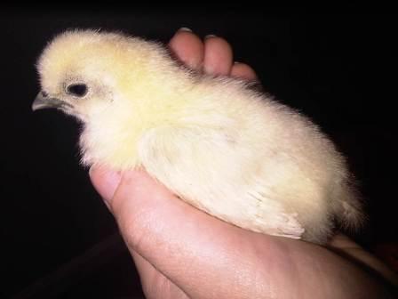 My silkie, "Mouse" - he may be a silkie cross of some sort