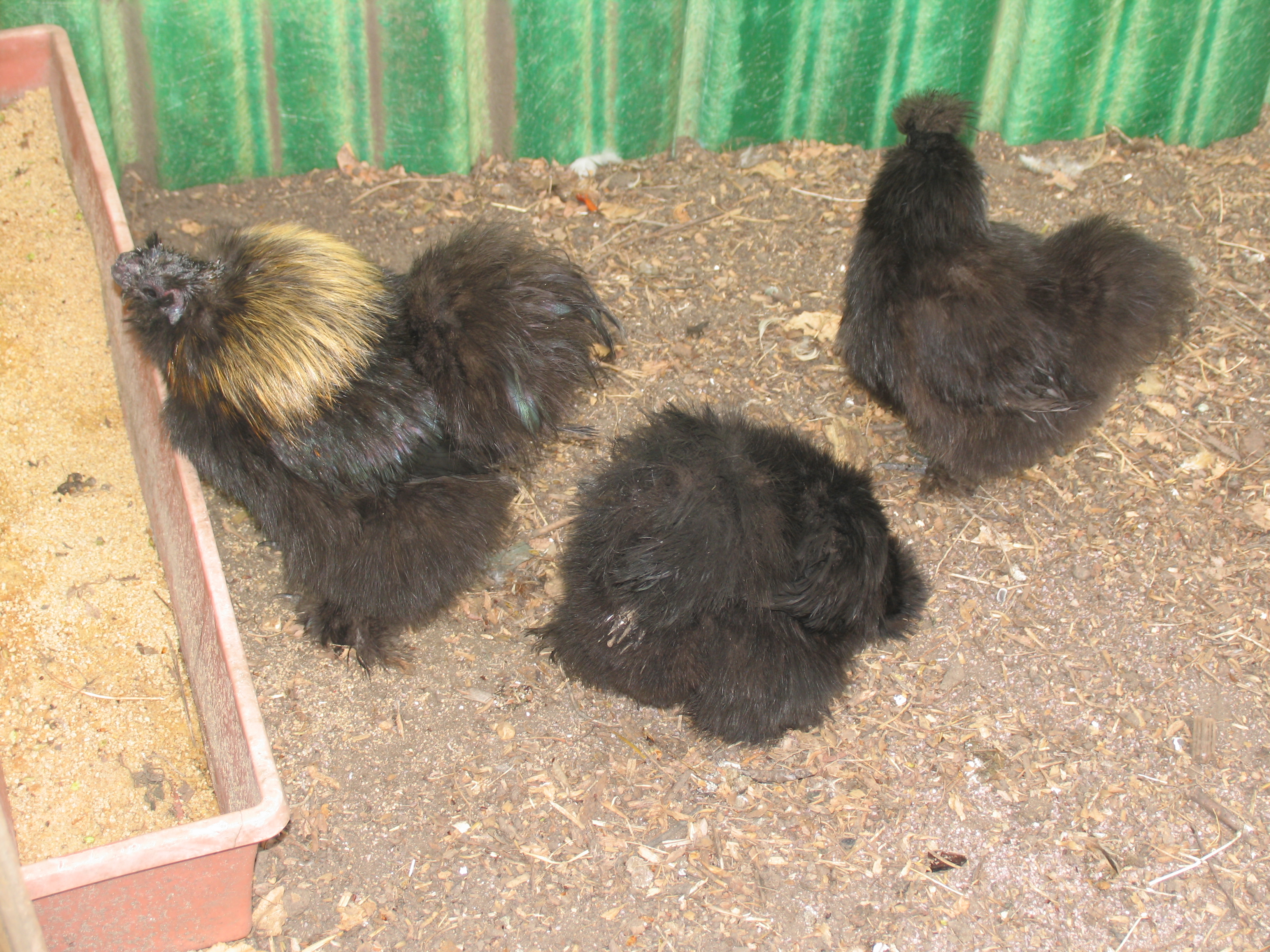 My silkie pullets and Rooster (gold pencilling on black)