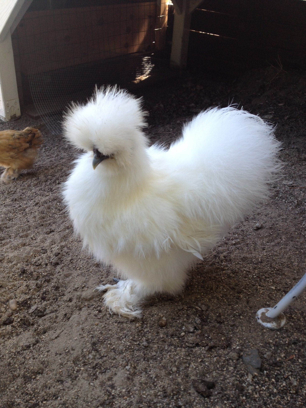 My Silkie Roo
