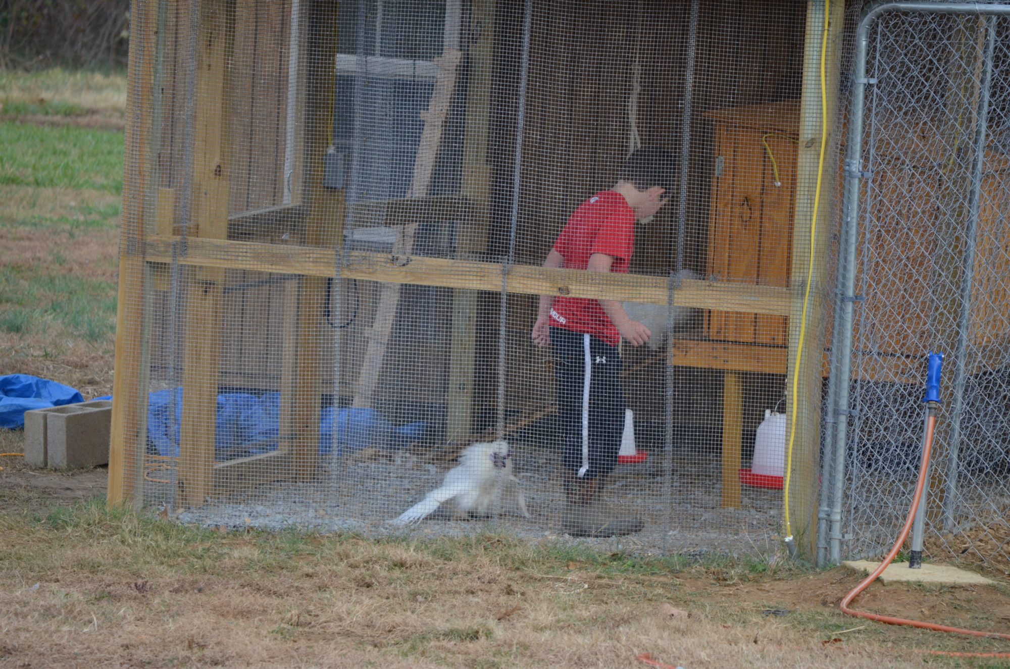 My Silkie Rooster DOES NOT LIKE my son :-)