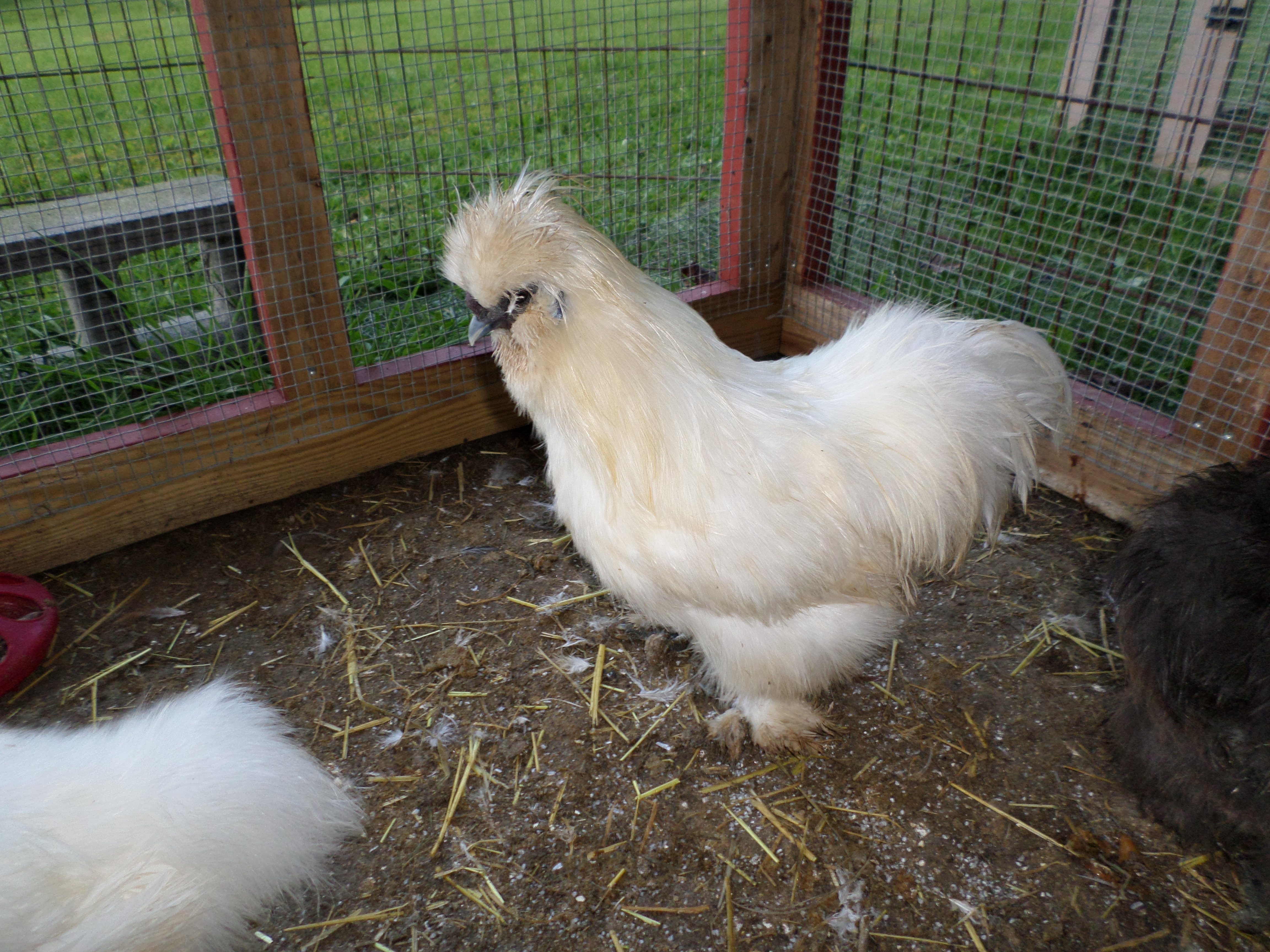My Silkie rooster