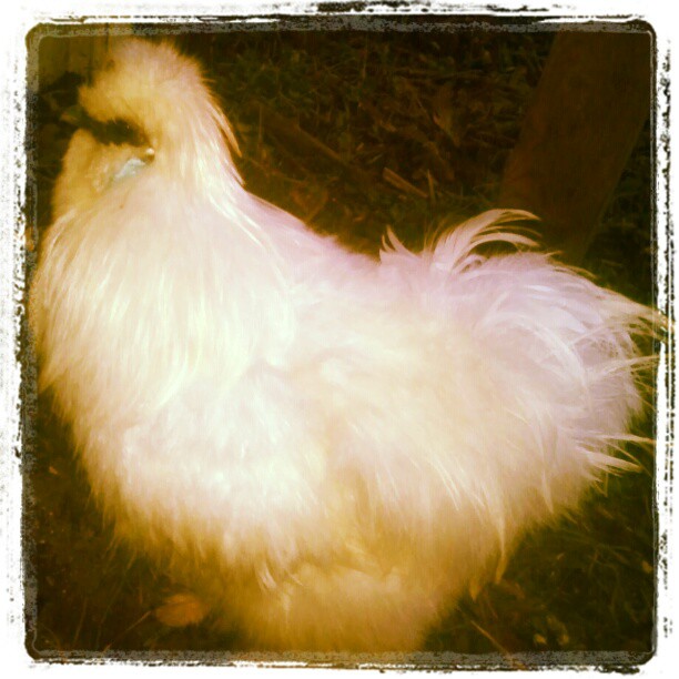My Silkie, Travis.