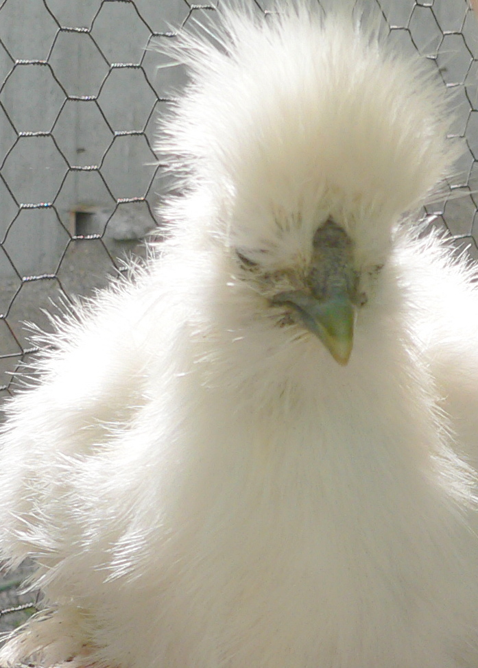 My silkie,Vanilla