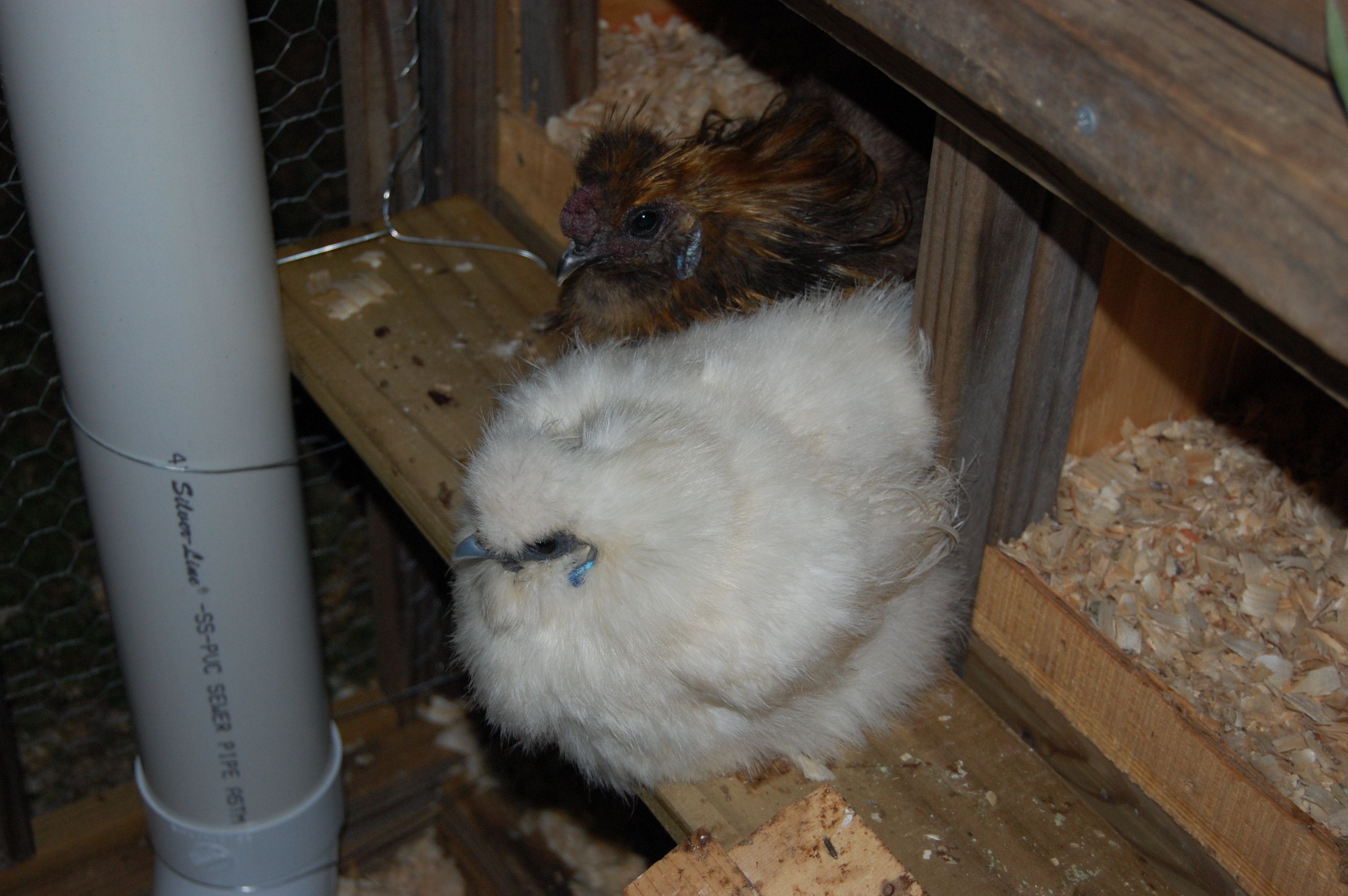 My Silkie