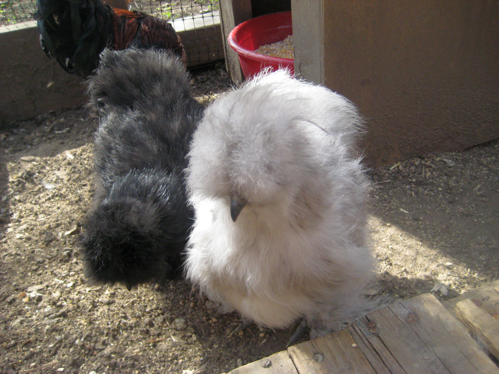 my Silkies @ 3 months