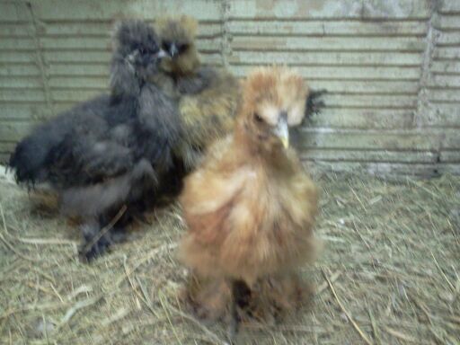 My silkies are 11 weeks old!