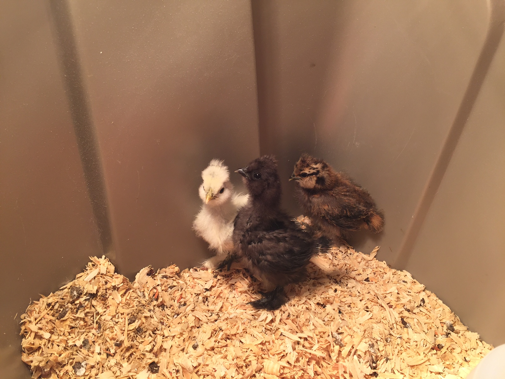 My Silkies at just over two weeks. Star (white), Shooting Star (Black) and KFC (speckled). I got these for my grandsons. They are so cute.