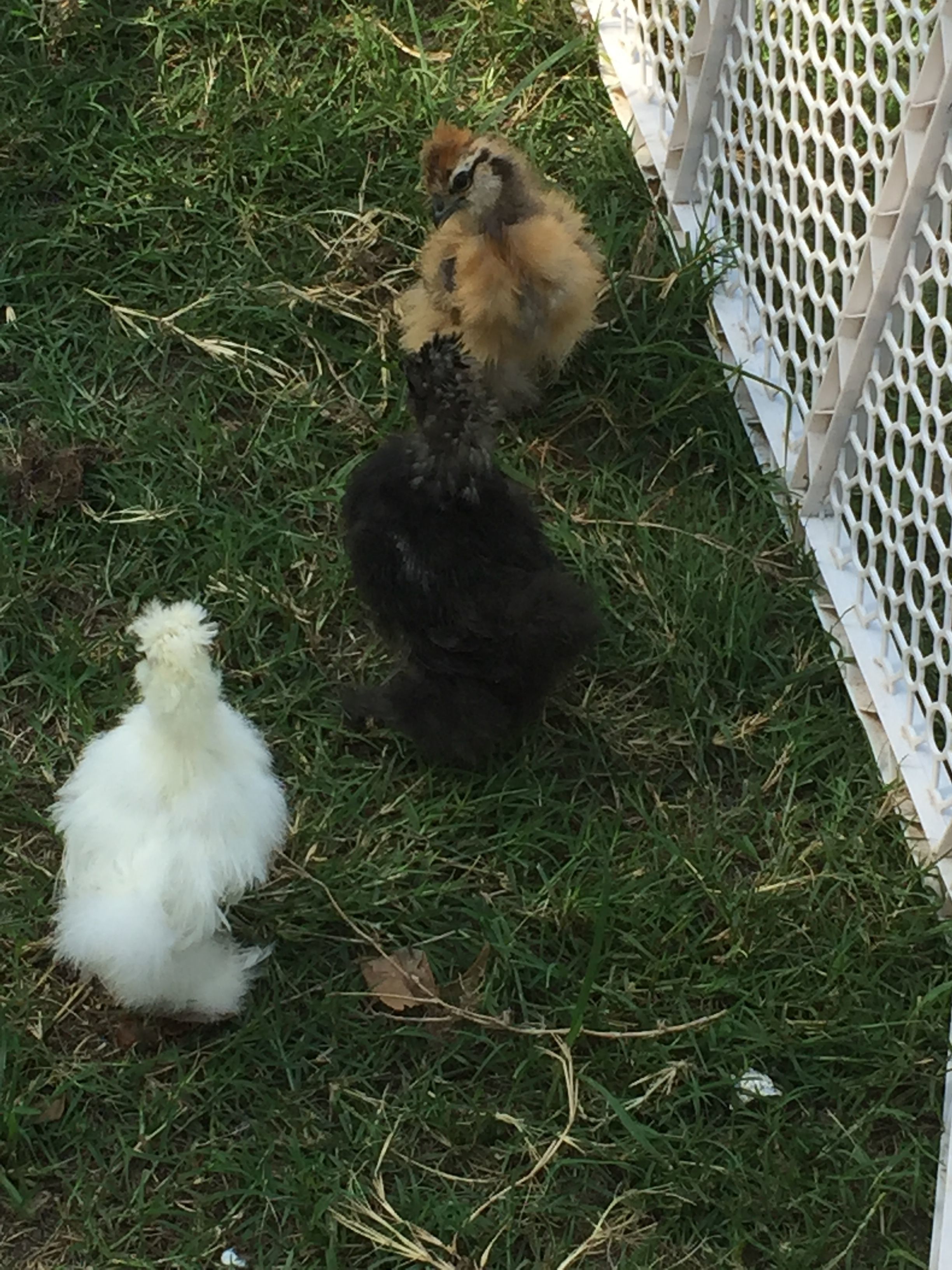 My Silkies at three weeks.