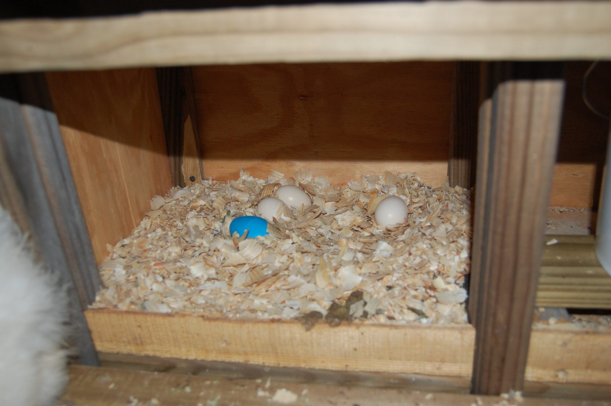 My silkie's eggs