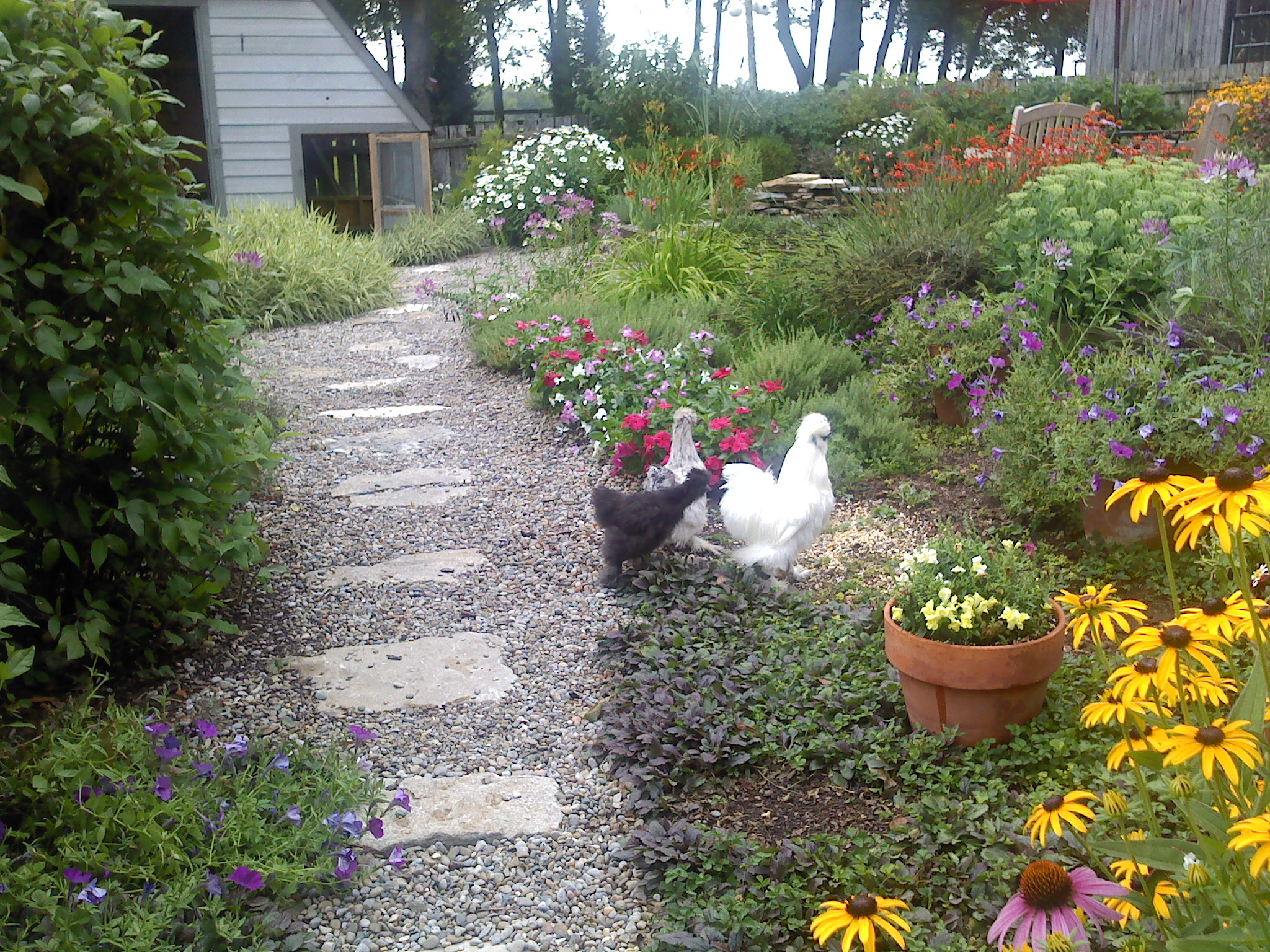 My silkie's garden