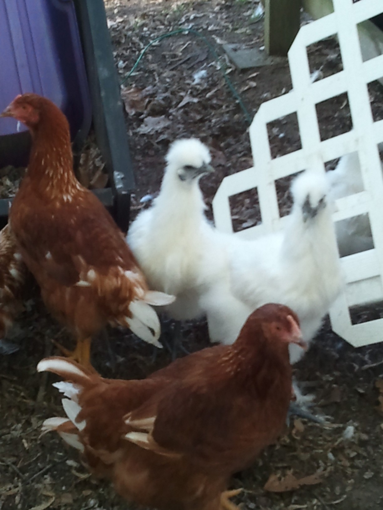 My silkies my how big you are getting.