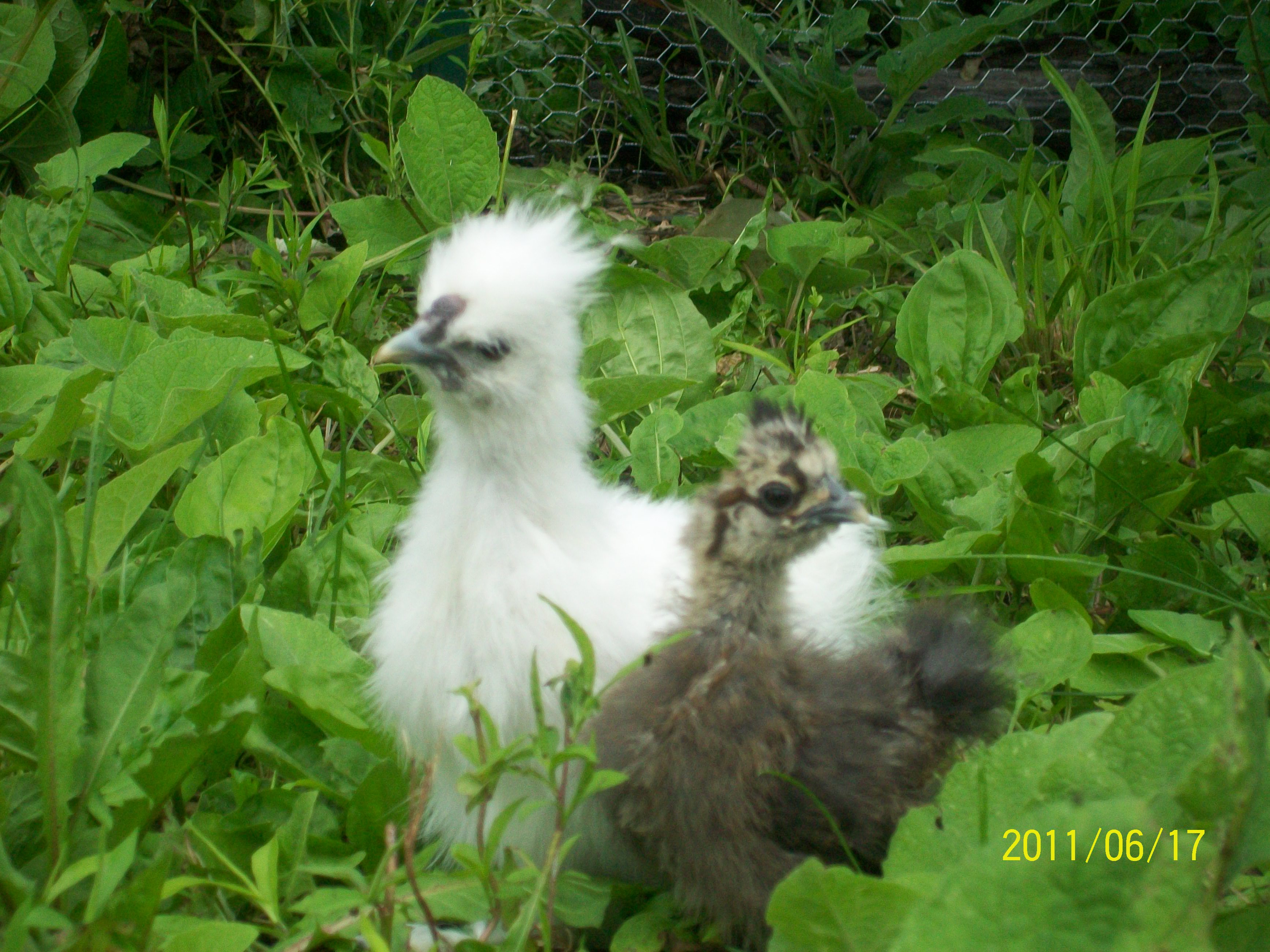My silkies - Sweety (Partidge) and Angle (white)