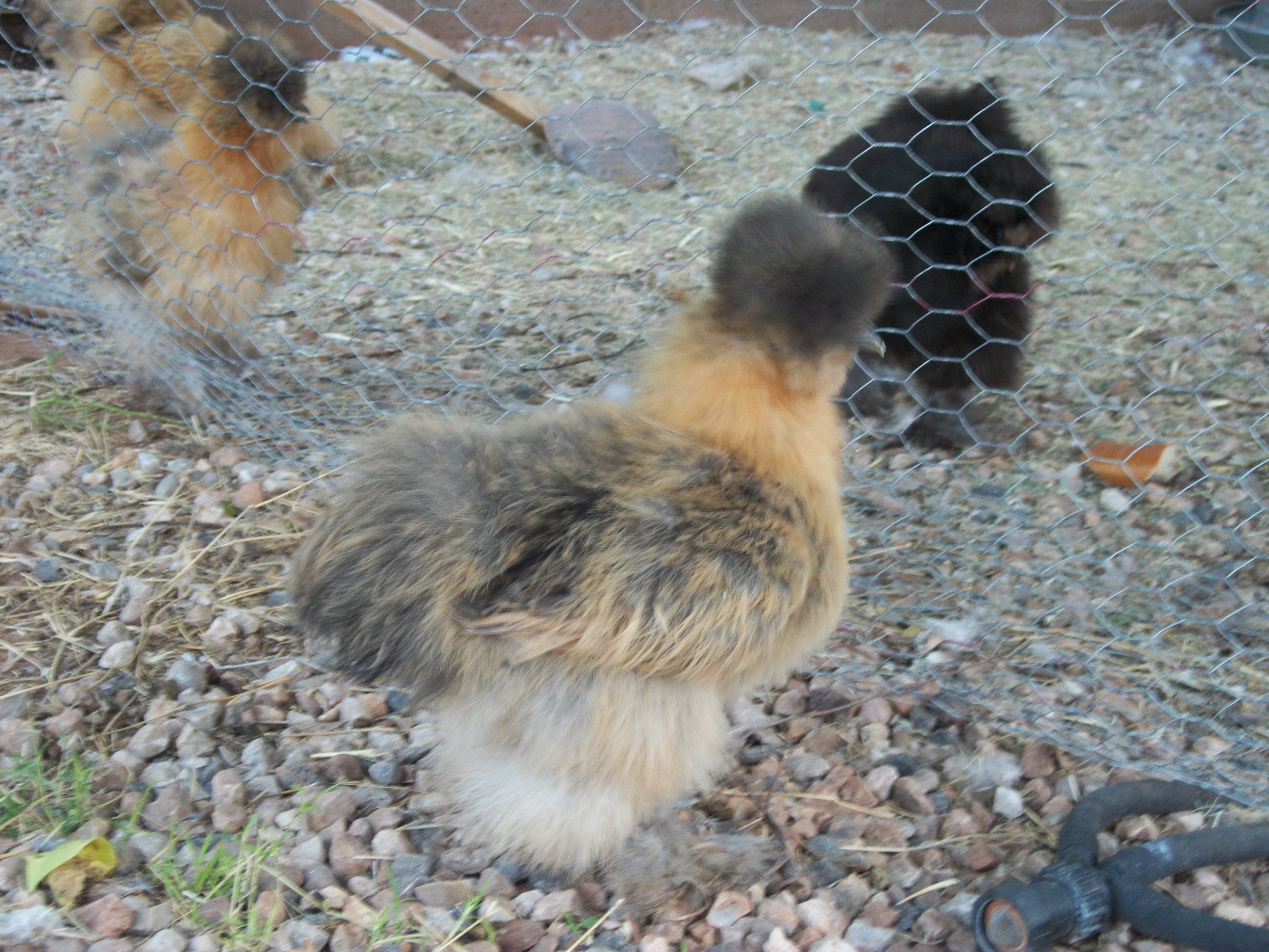 my silkies