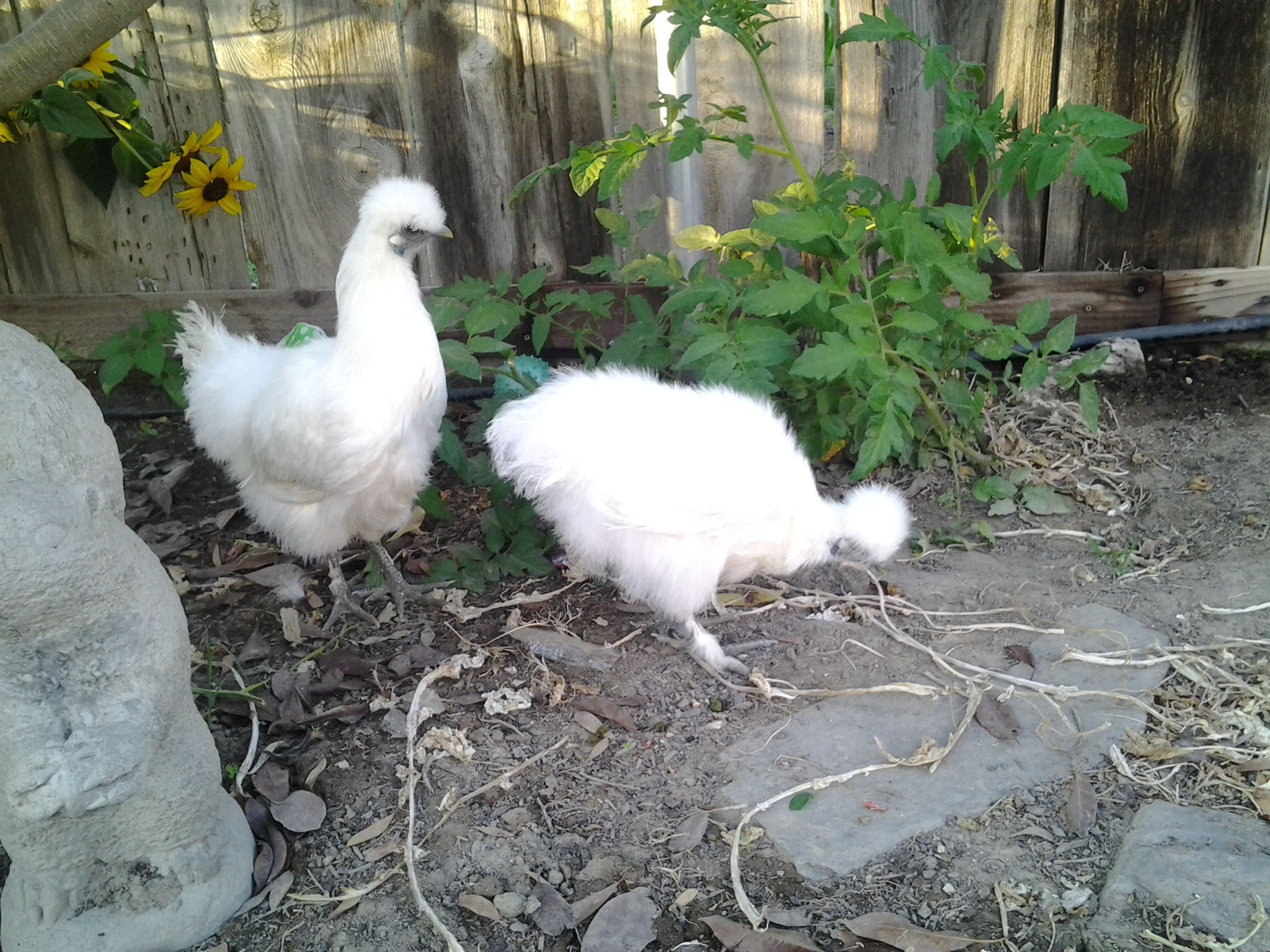 My silkies