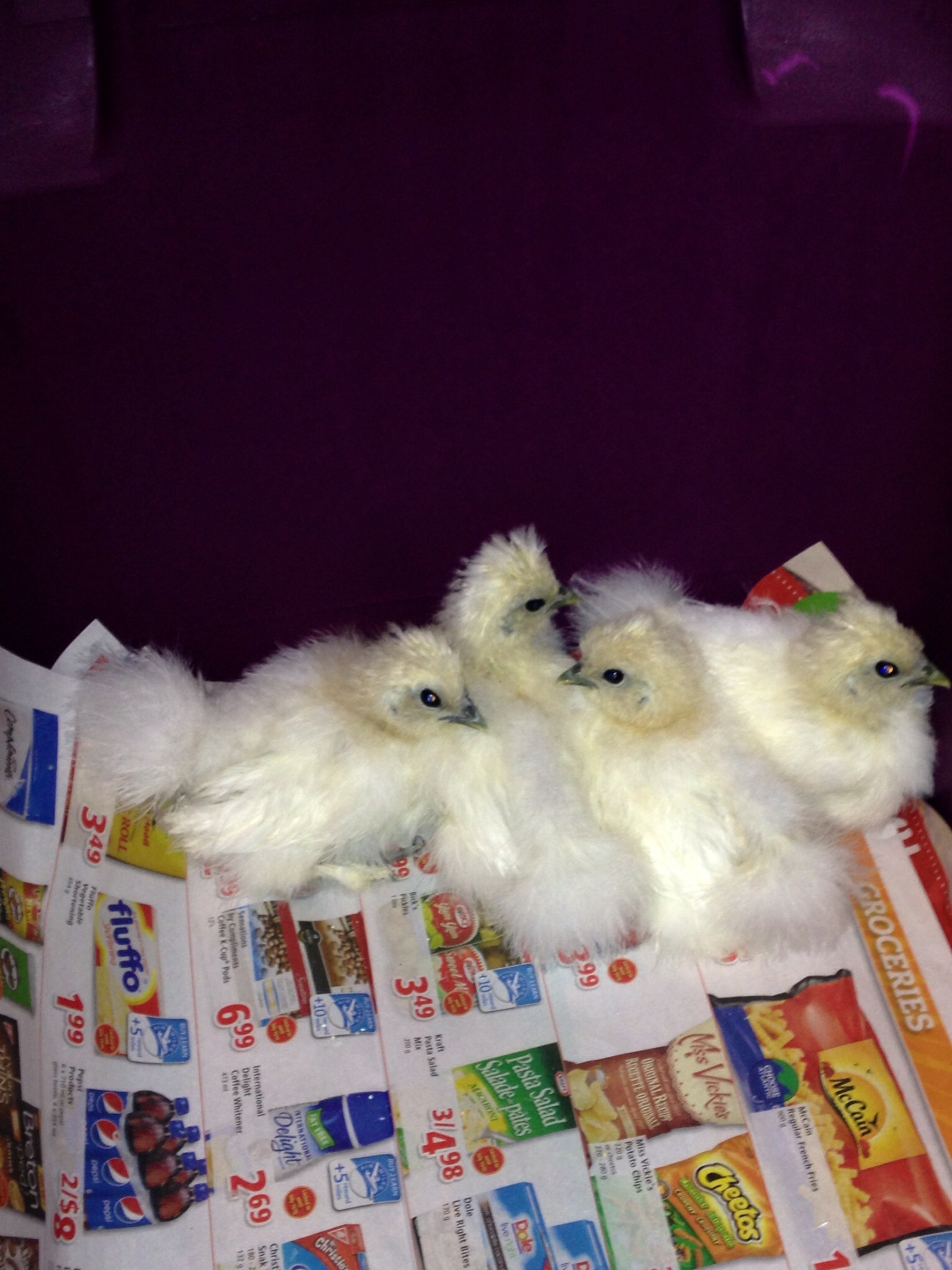 My Silkies!