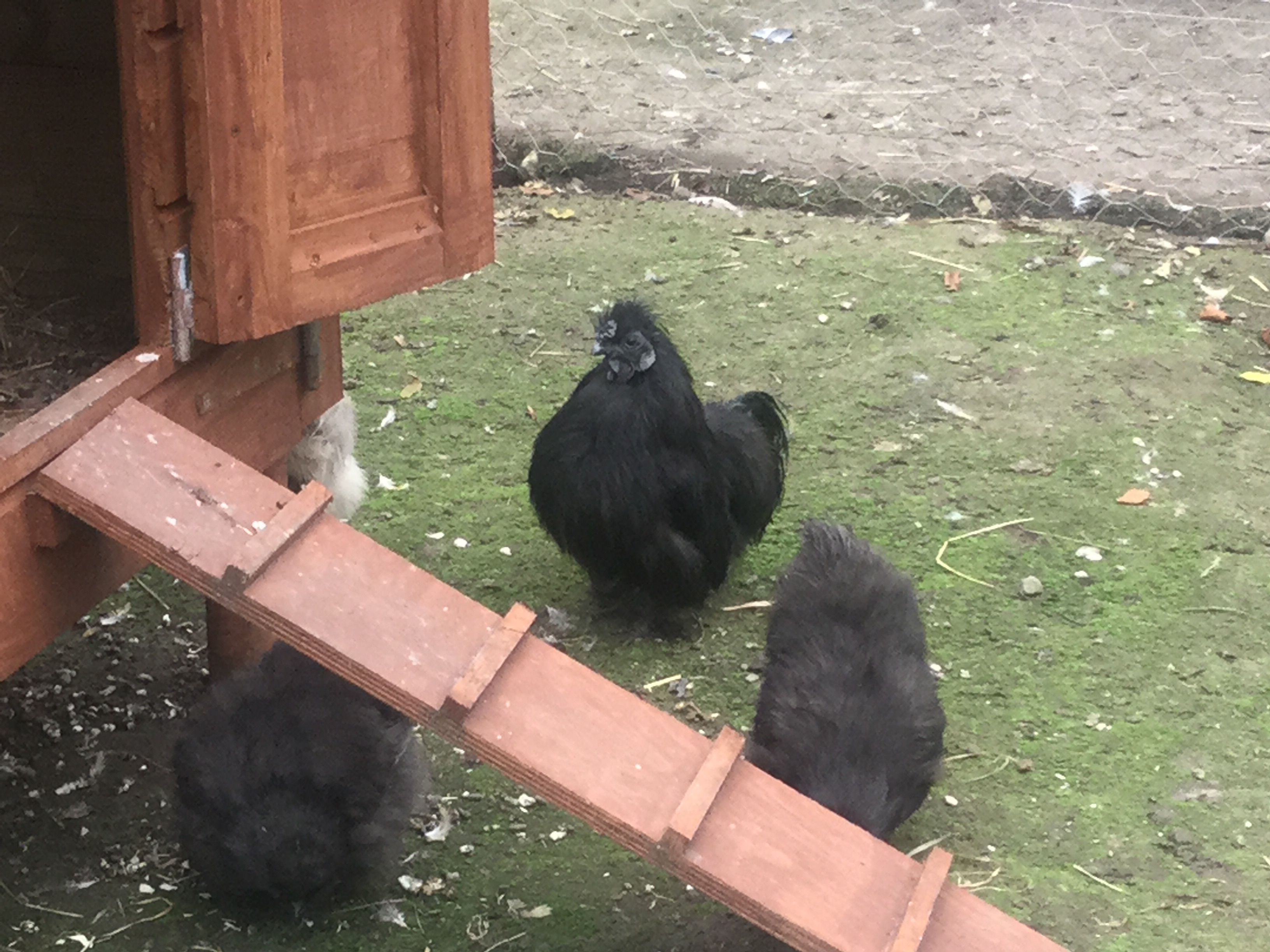 My silkies