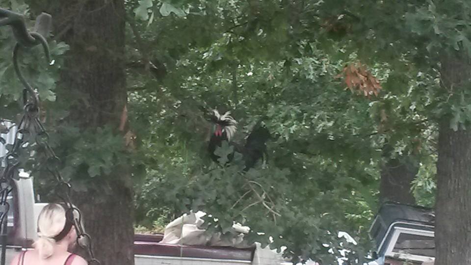 My silly rooster Einstein sitting in the tree standing guard over his ladies.