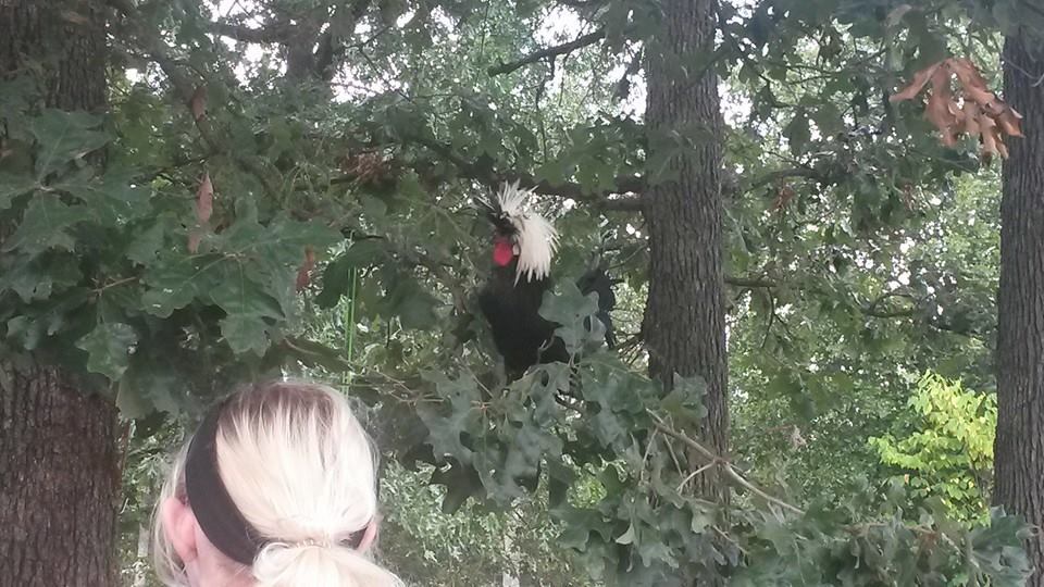 My silly rooster Einstein sitting in the tree standing guard over his ladies.
