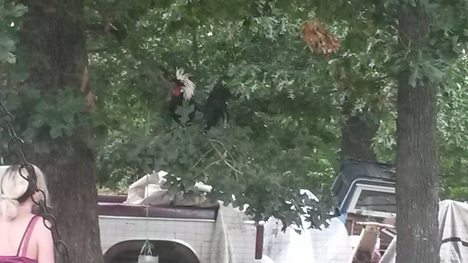 My silly rooster Einstein sitting in the tree standing guard over his ladies.